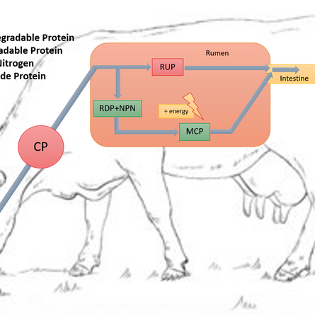 WHERE PROTEINS COME FROM?