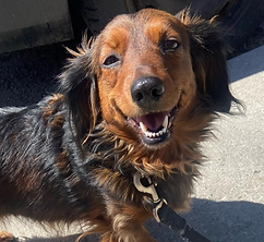 BFF dog walking services