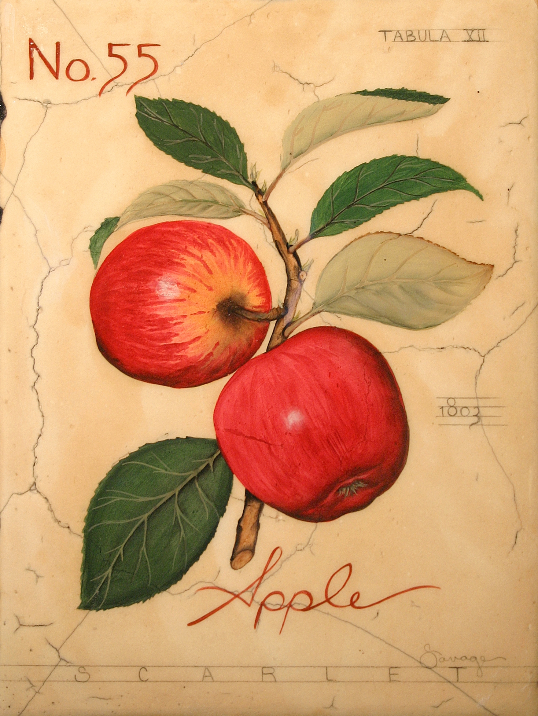 No. 55 Red Apple