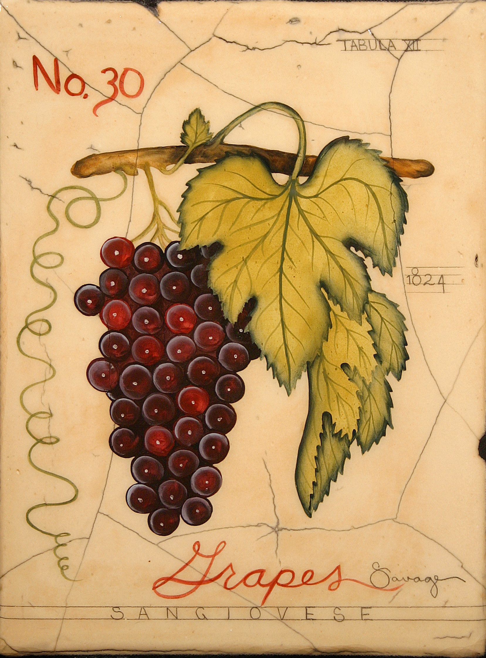 No. 30 Red Grapes