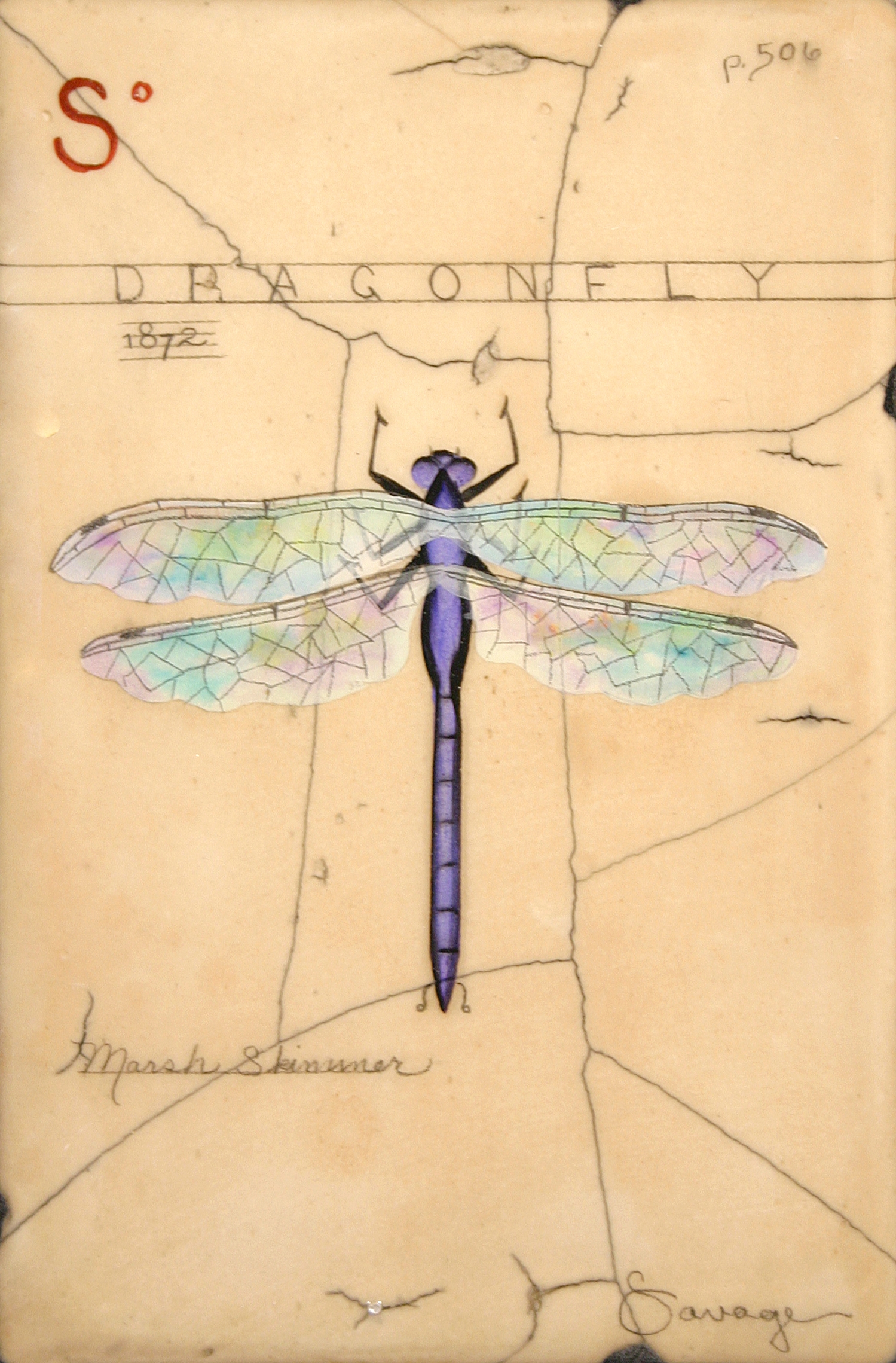 S. Purple Dragonfly