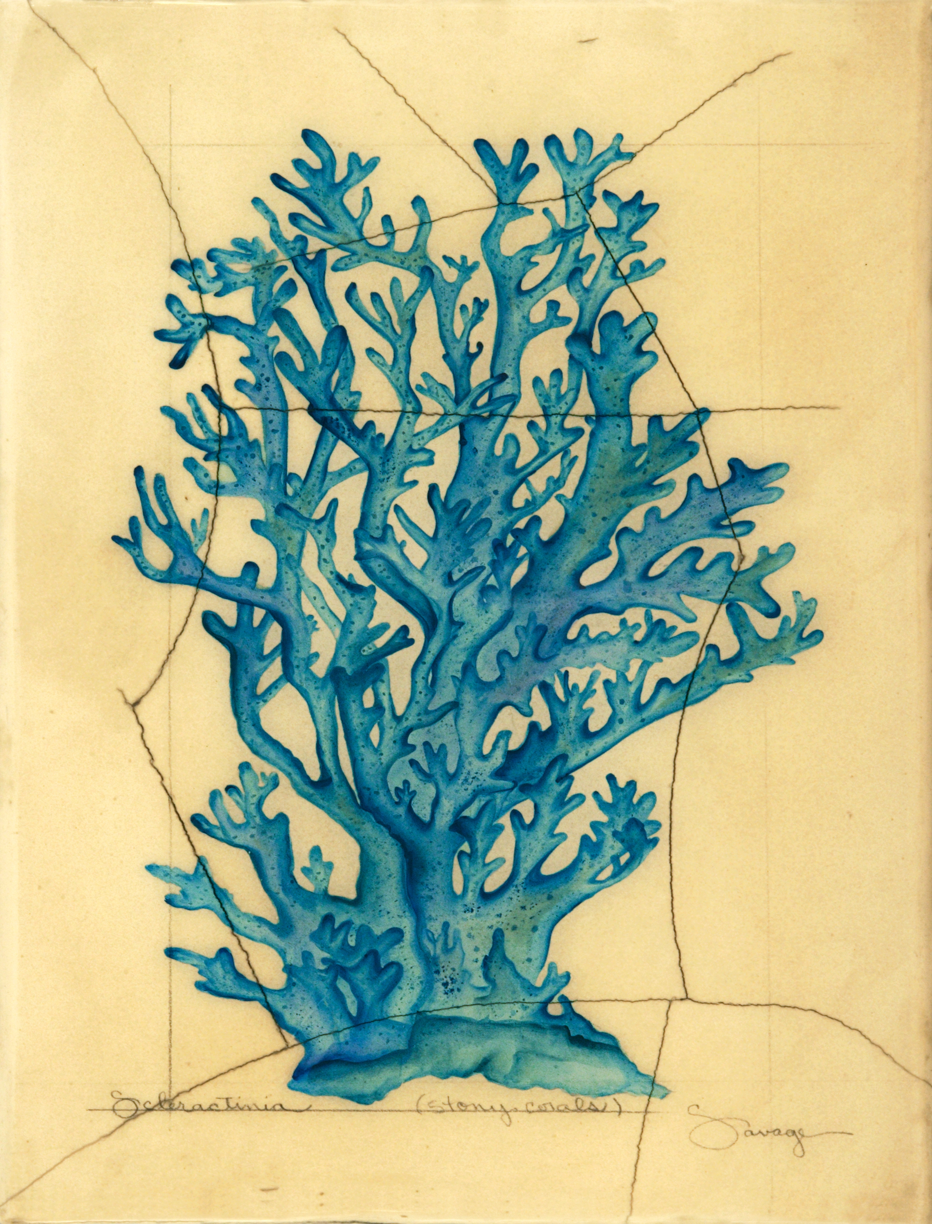 Stoney Coral