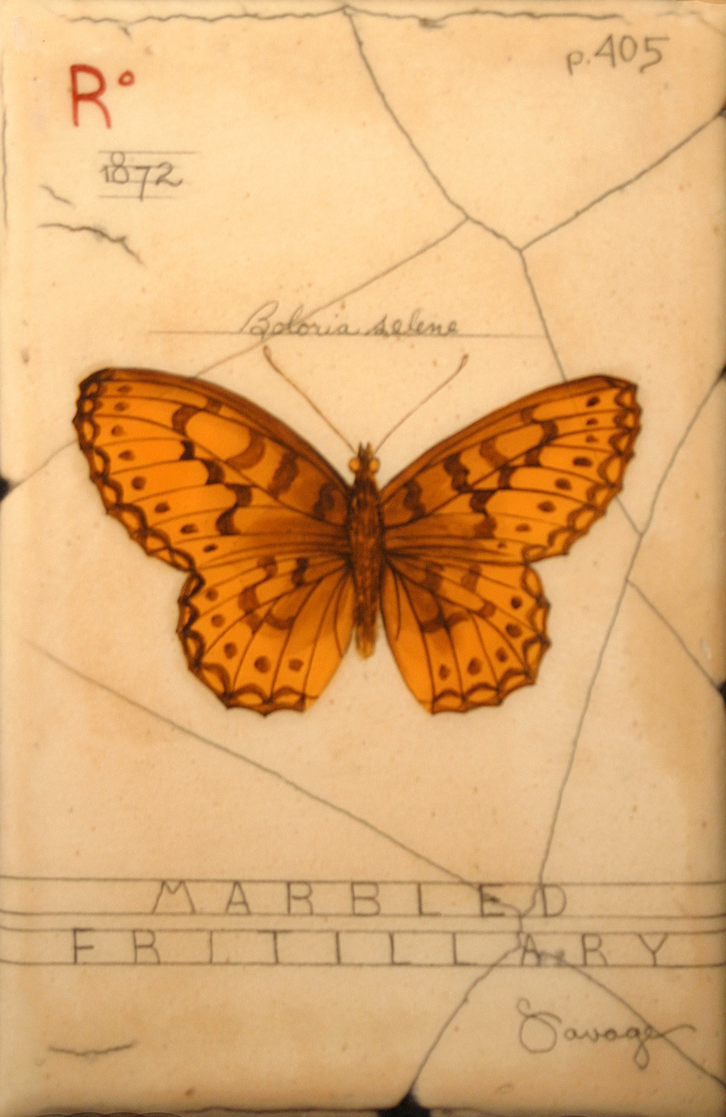 R. Marbled Fritillary Butterfly
