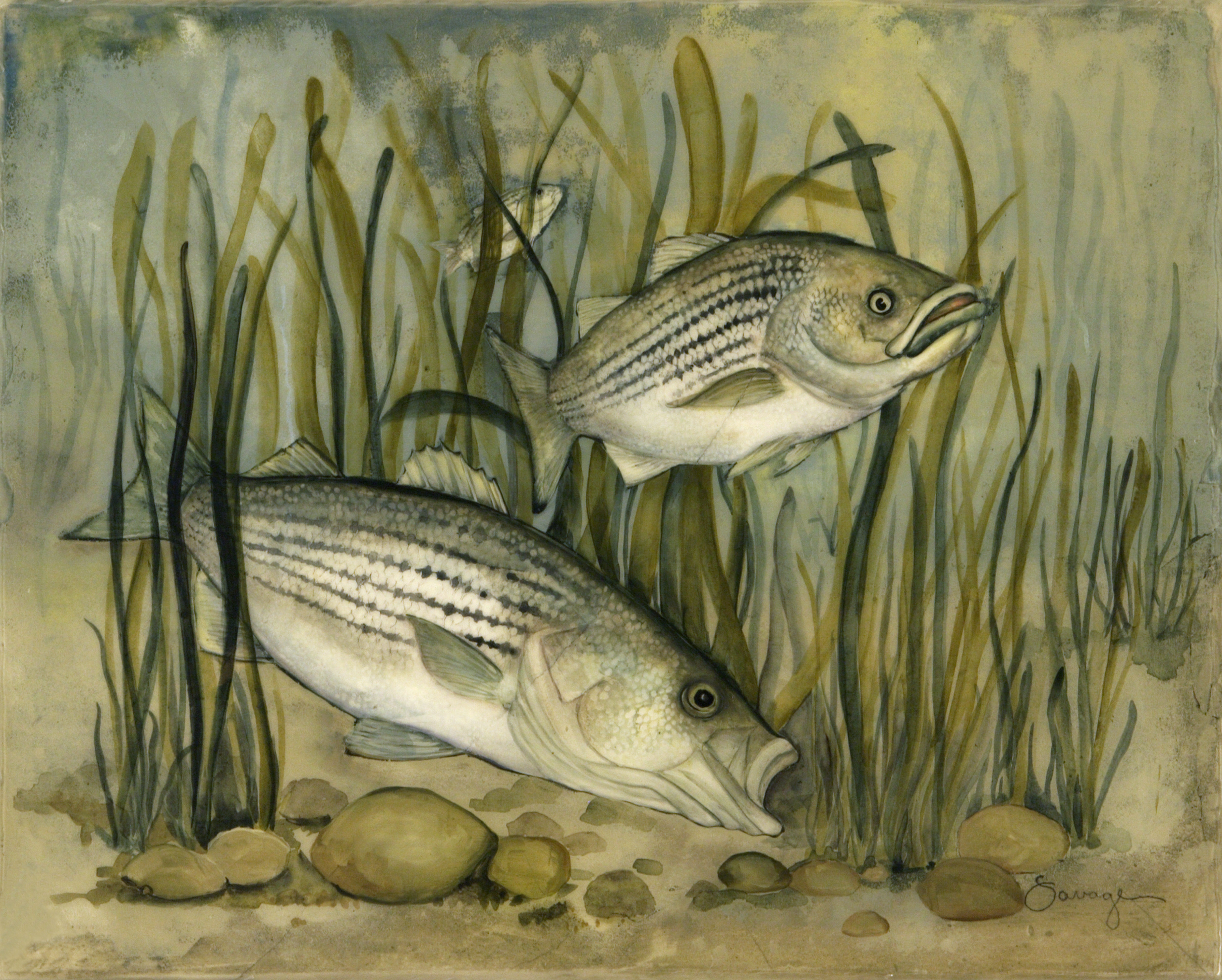 Stripers