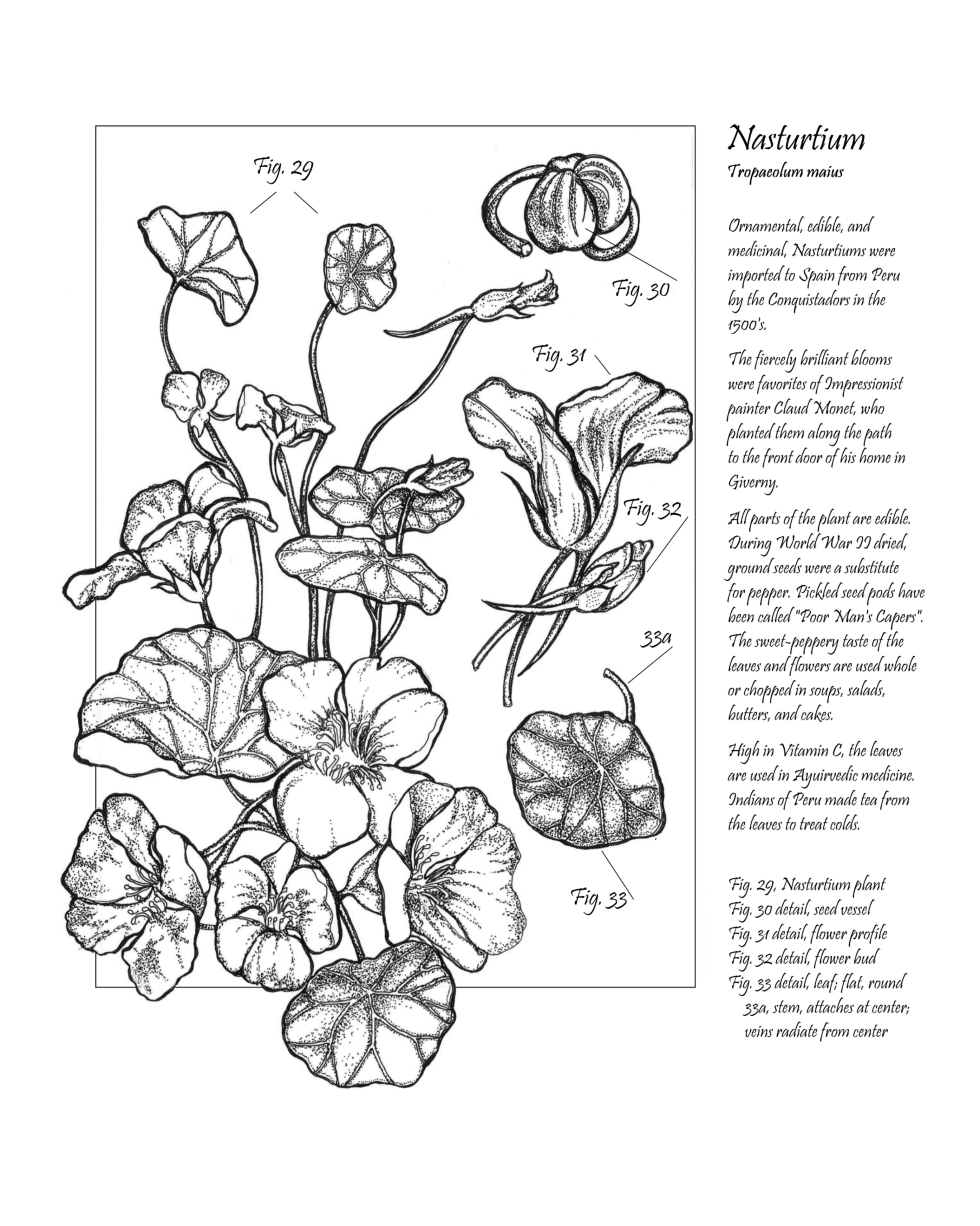 Nasturtium