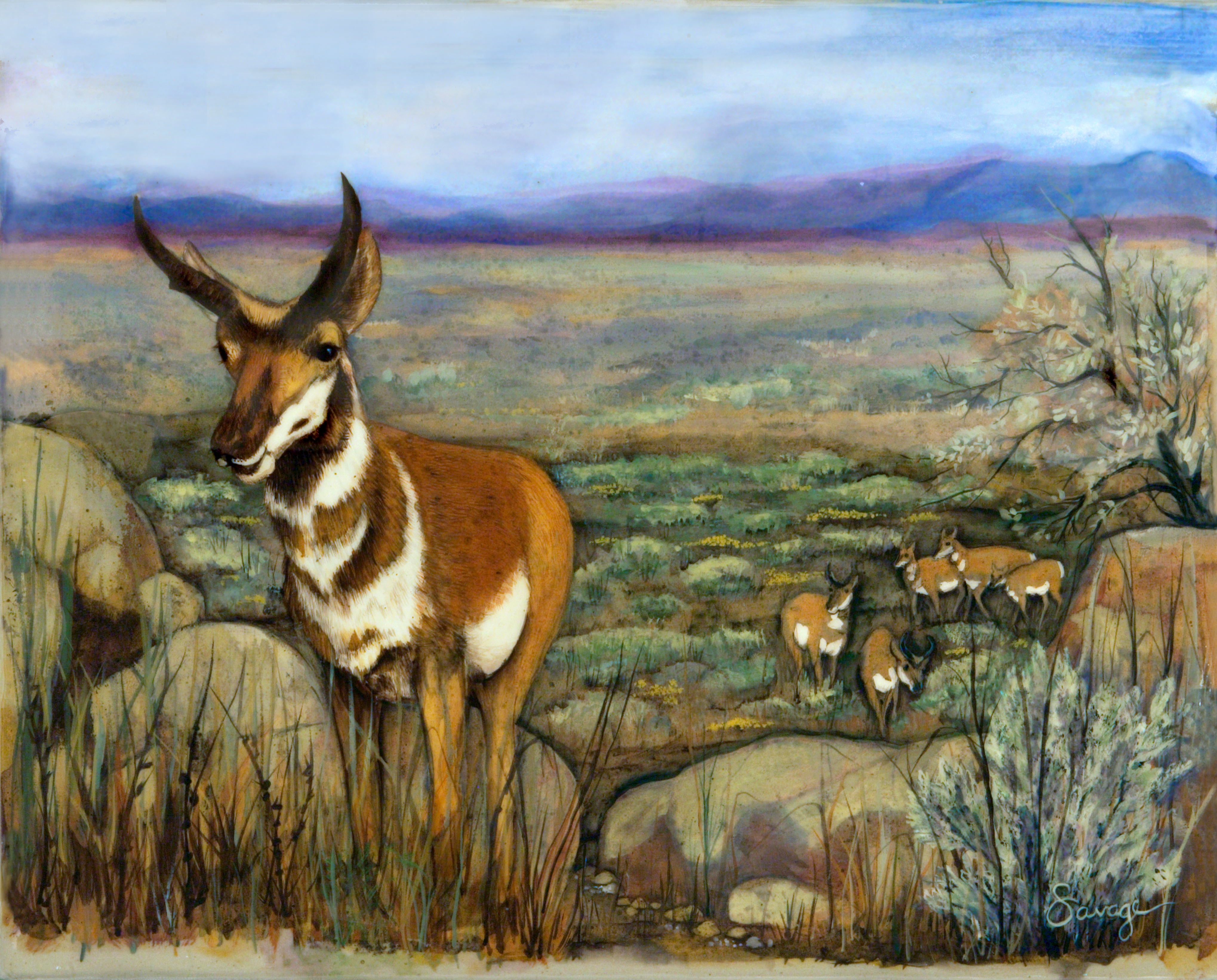 Antelope