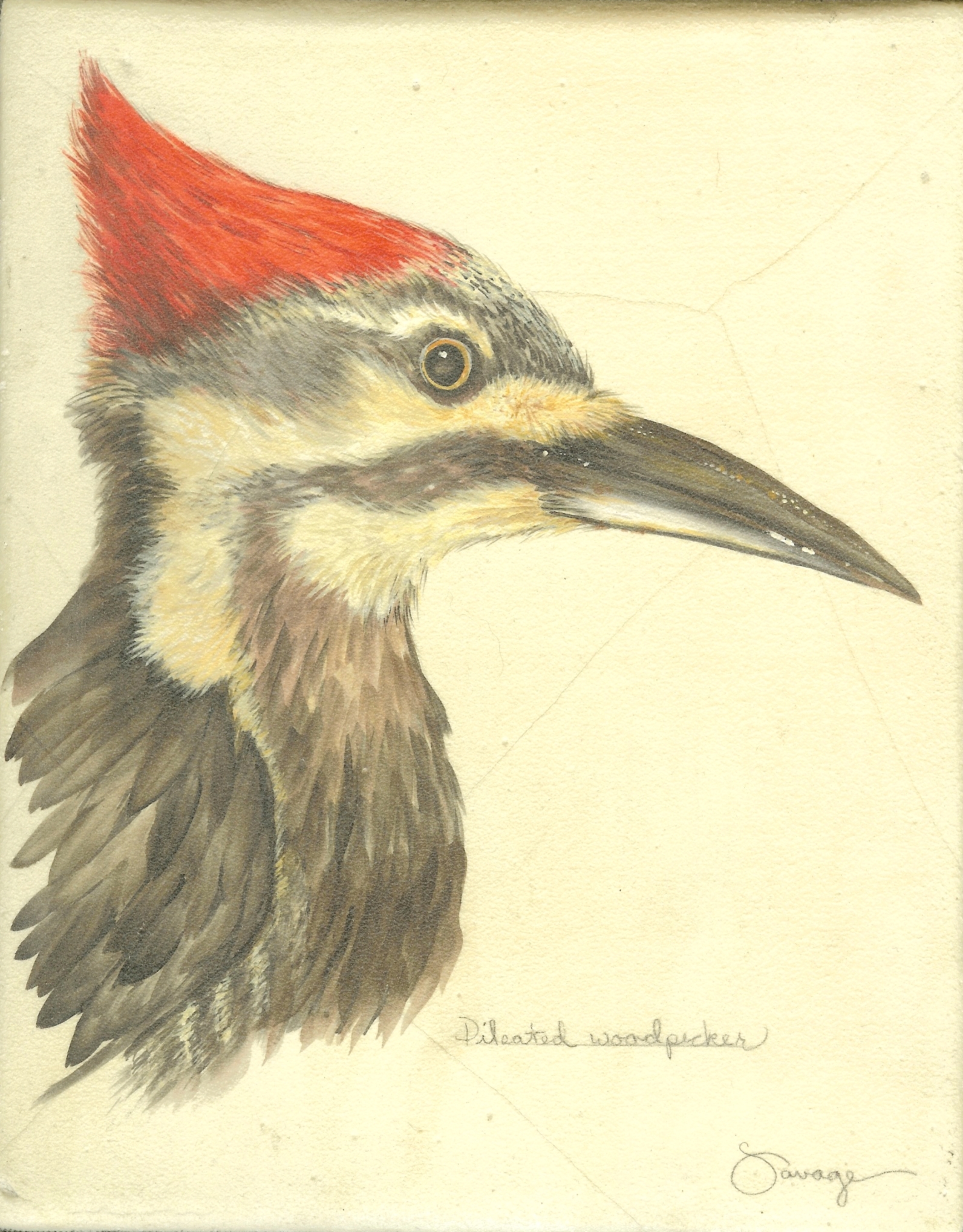 Pileated Woodpecker