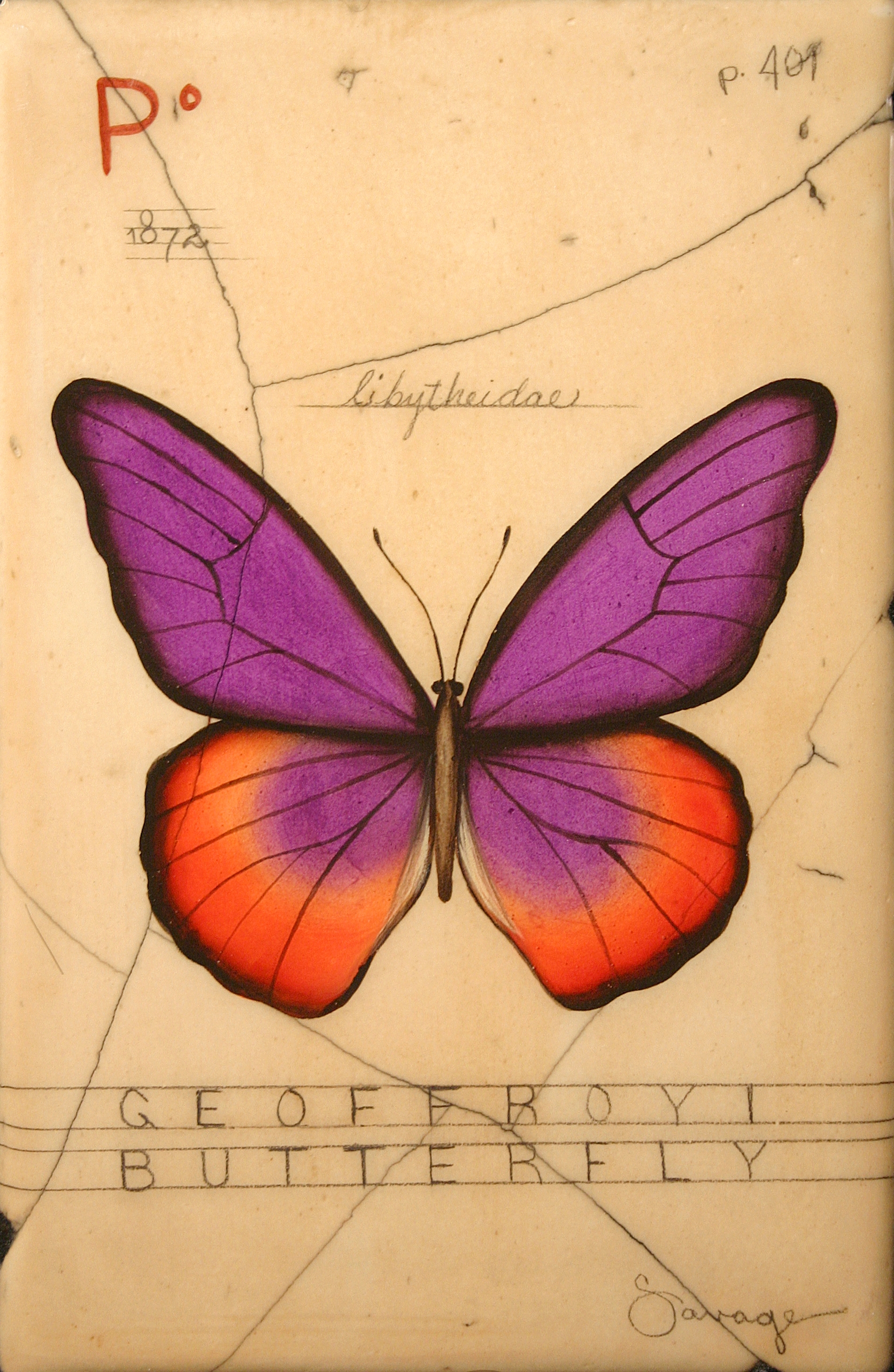 P. Geoffroyi Butterfly