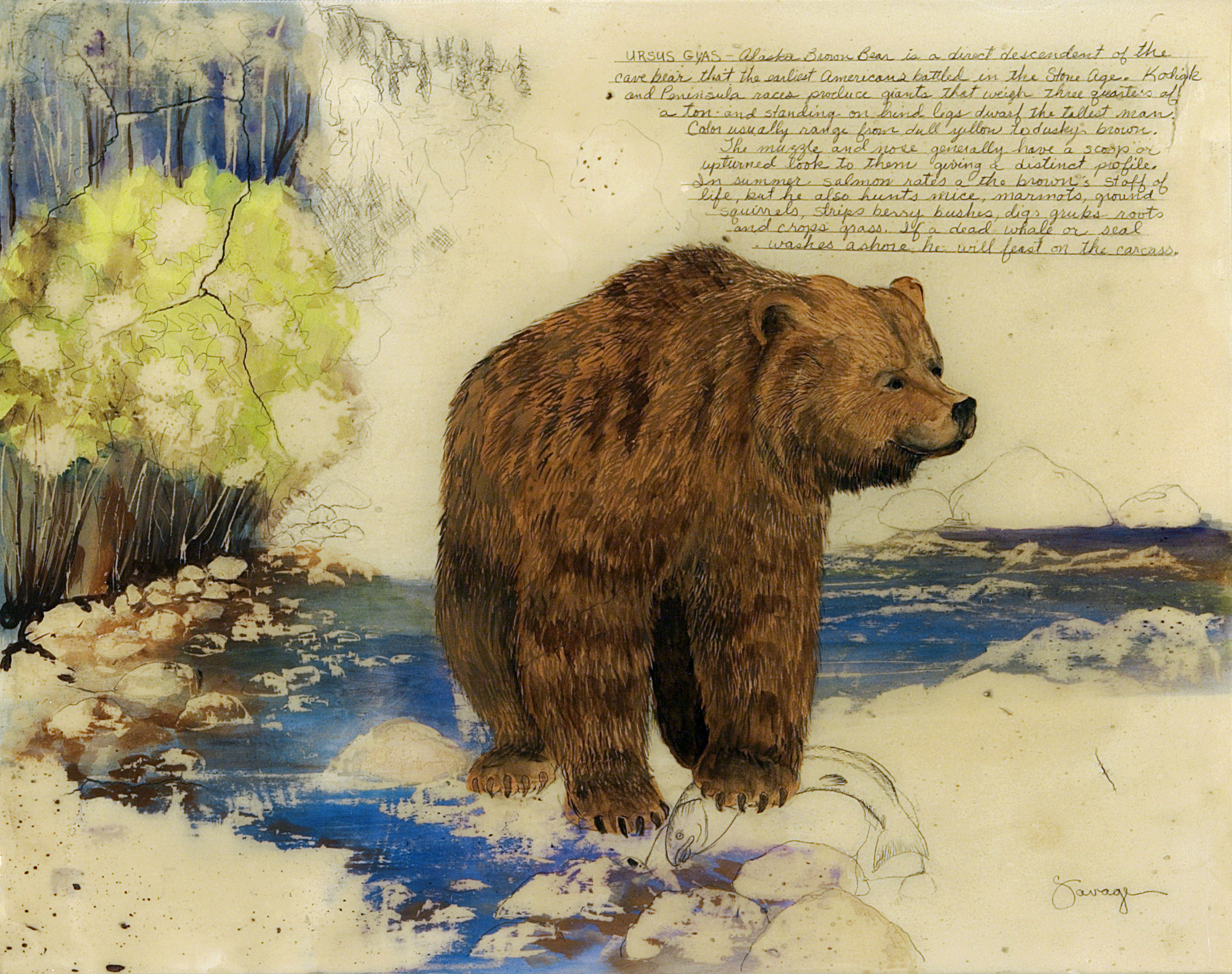 Alaskan Brown Bear
