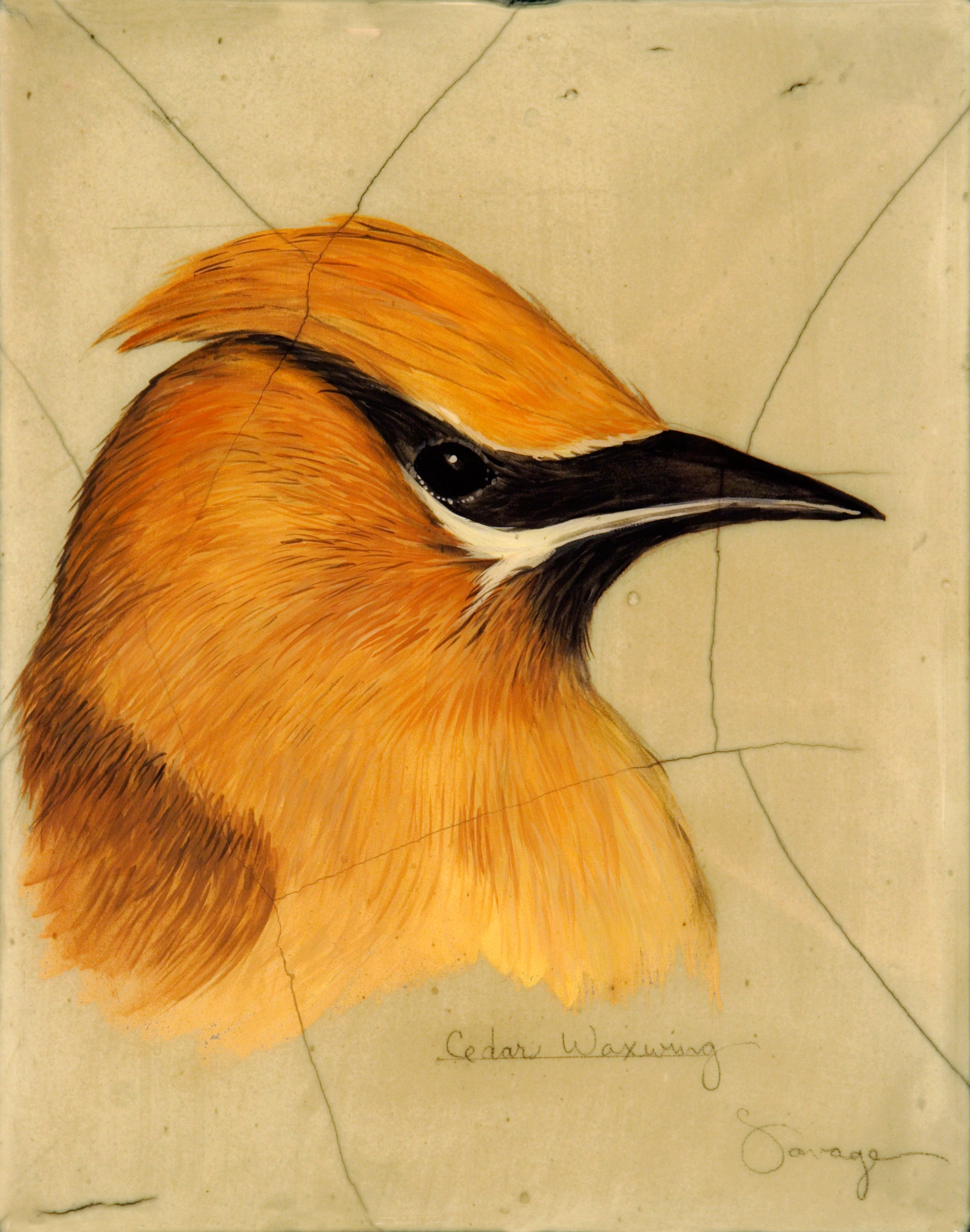 Cedar Waxwing