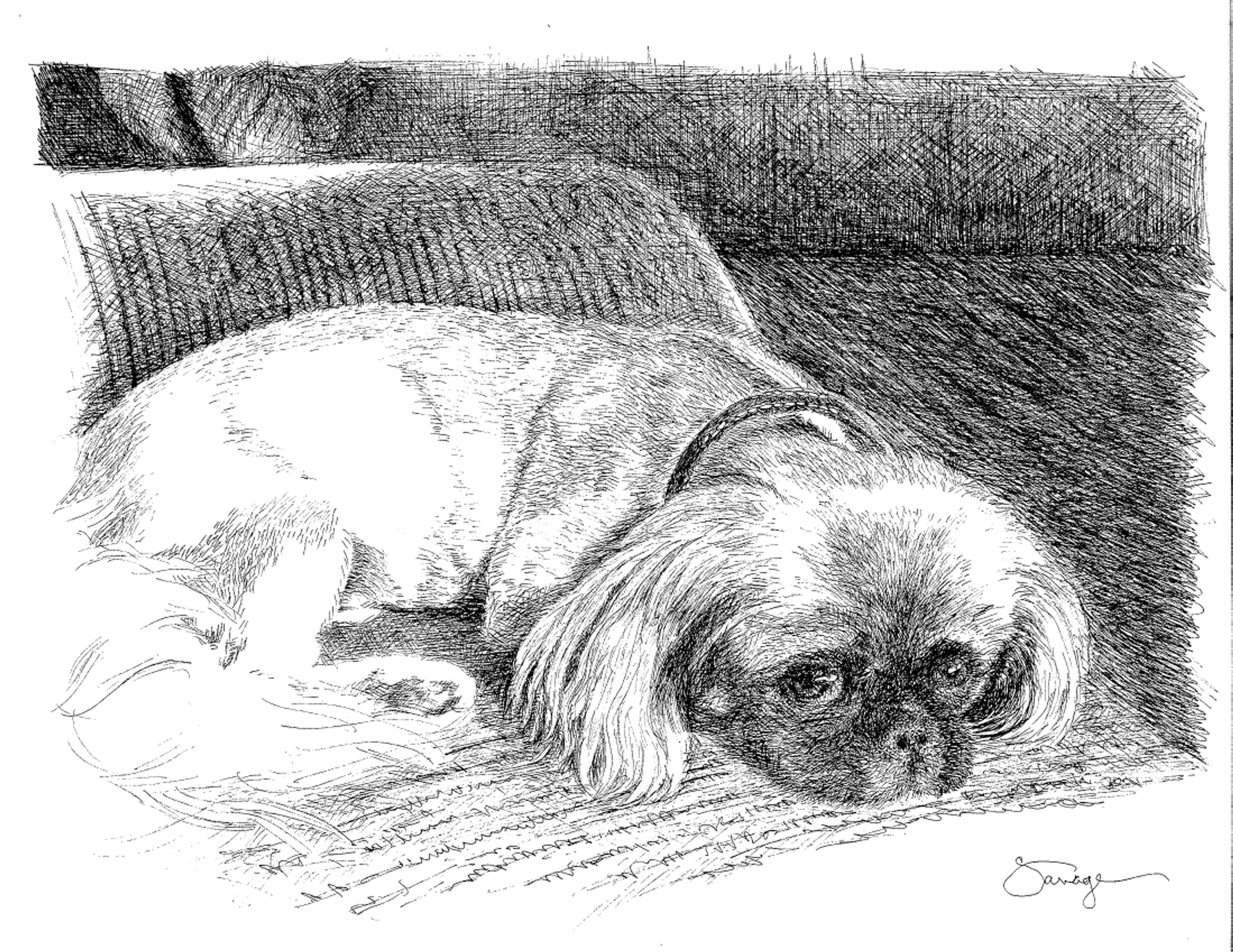 Gizmo, Pekinese