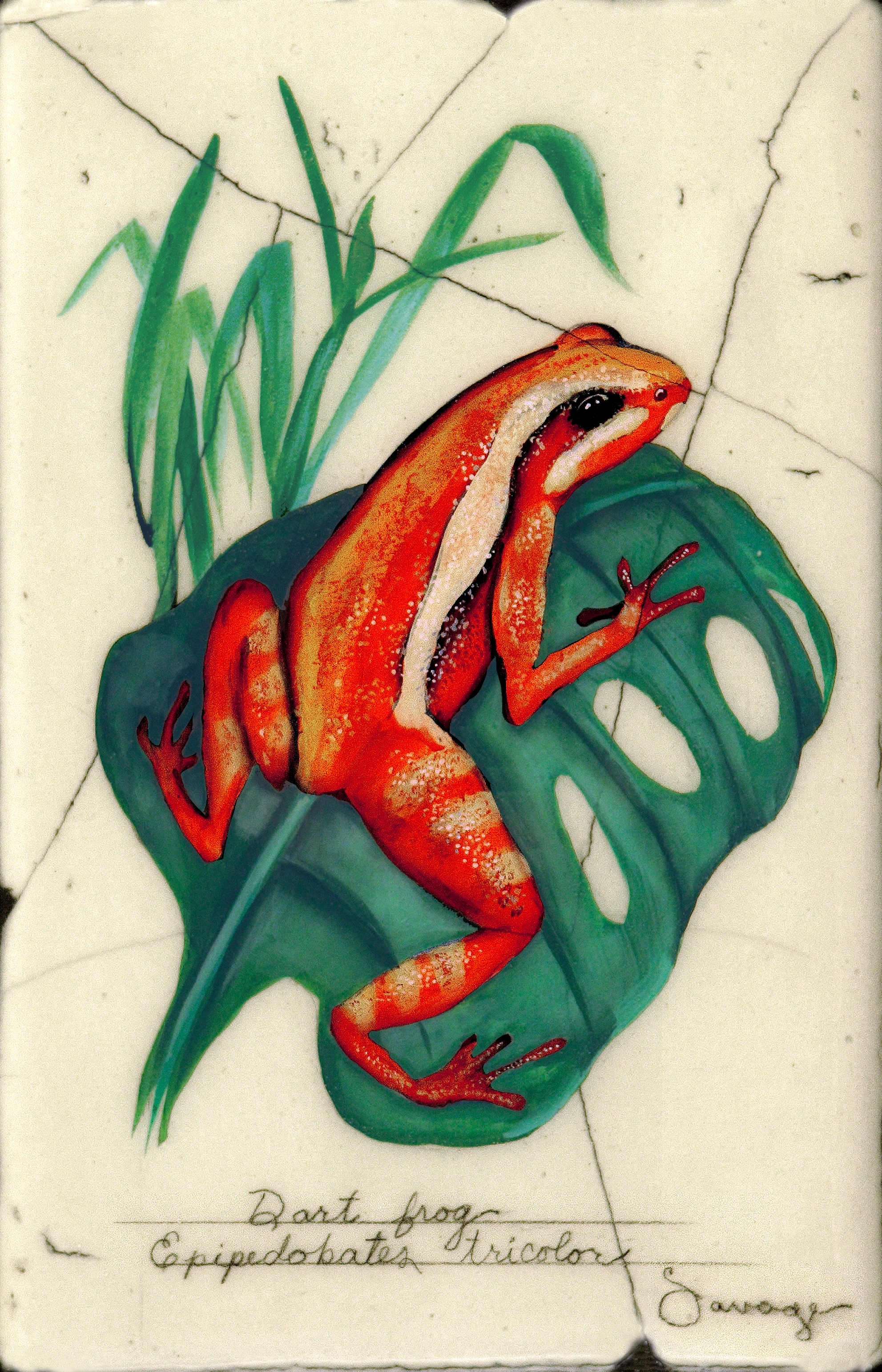 Orange Dart Frog