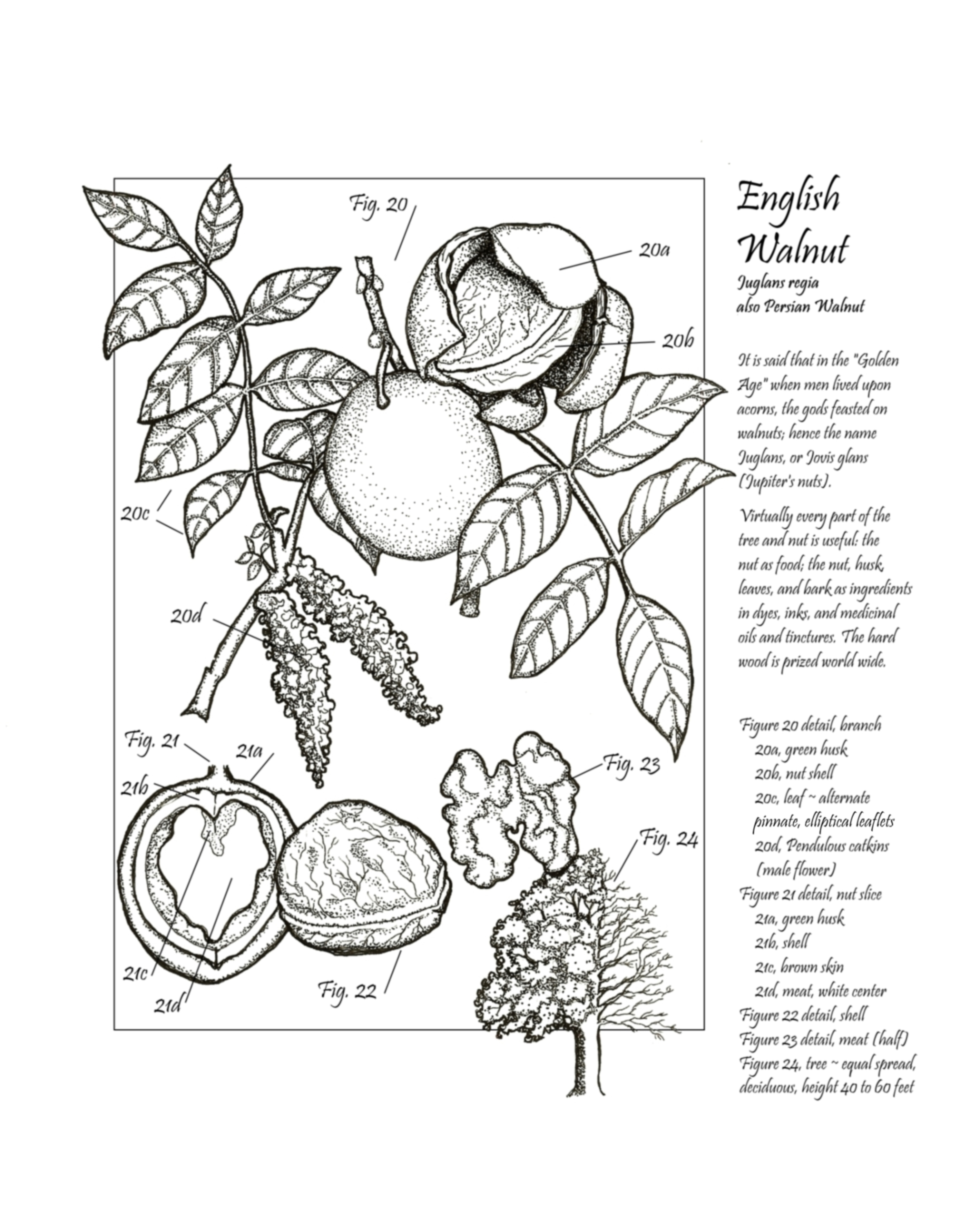 English Walnut
