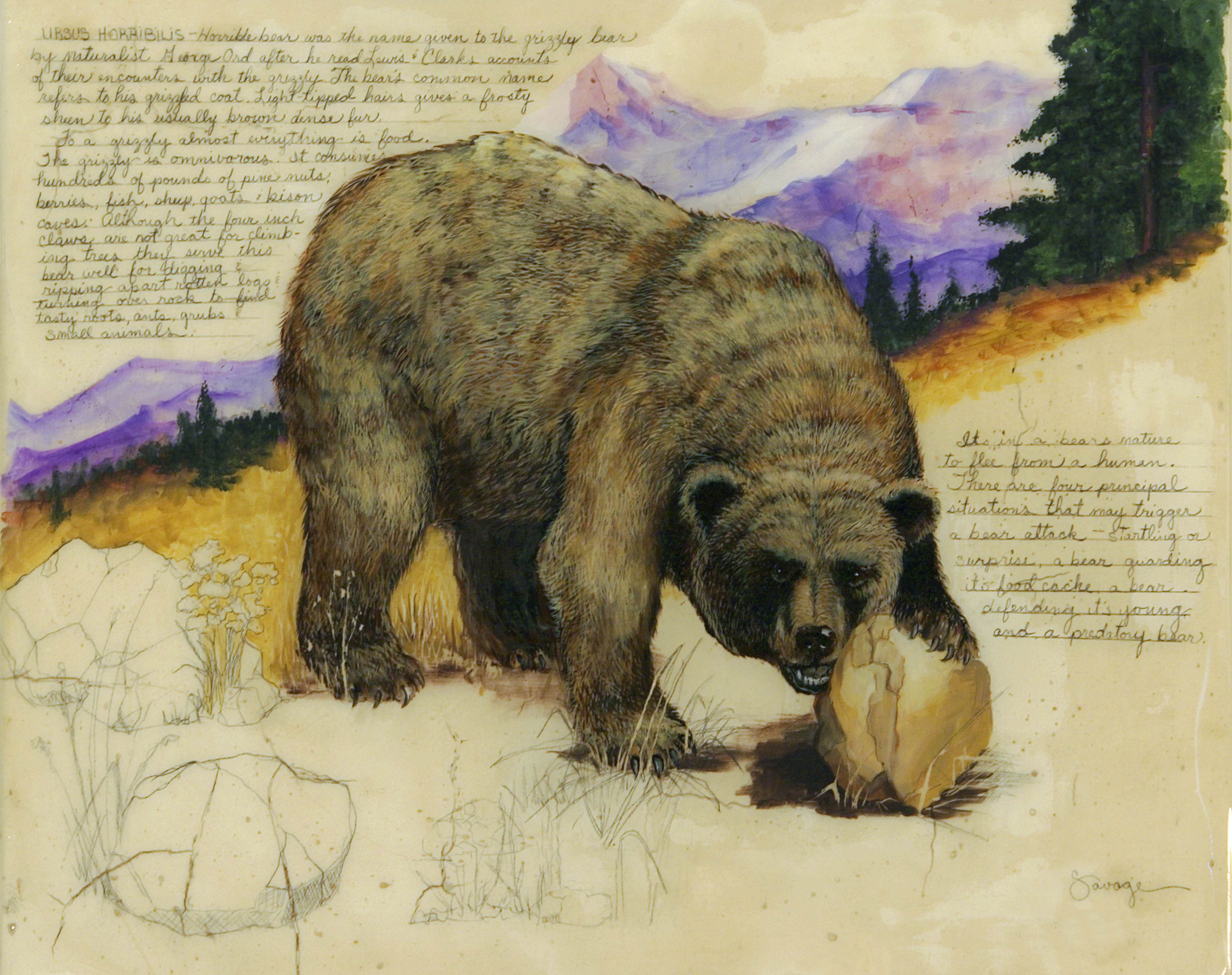 Grizzly Bear