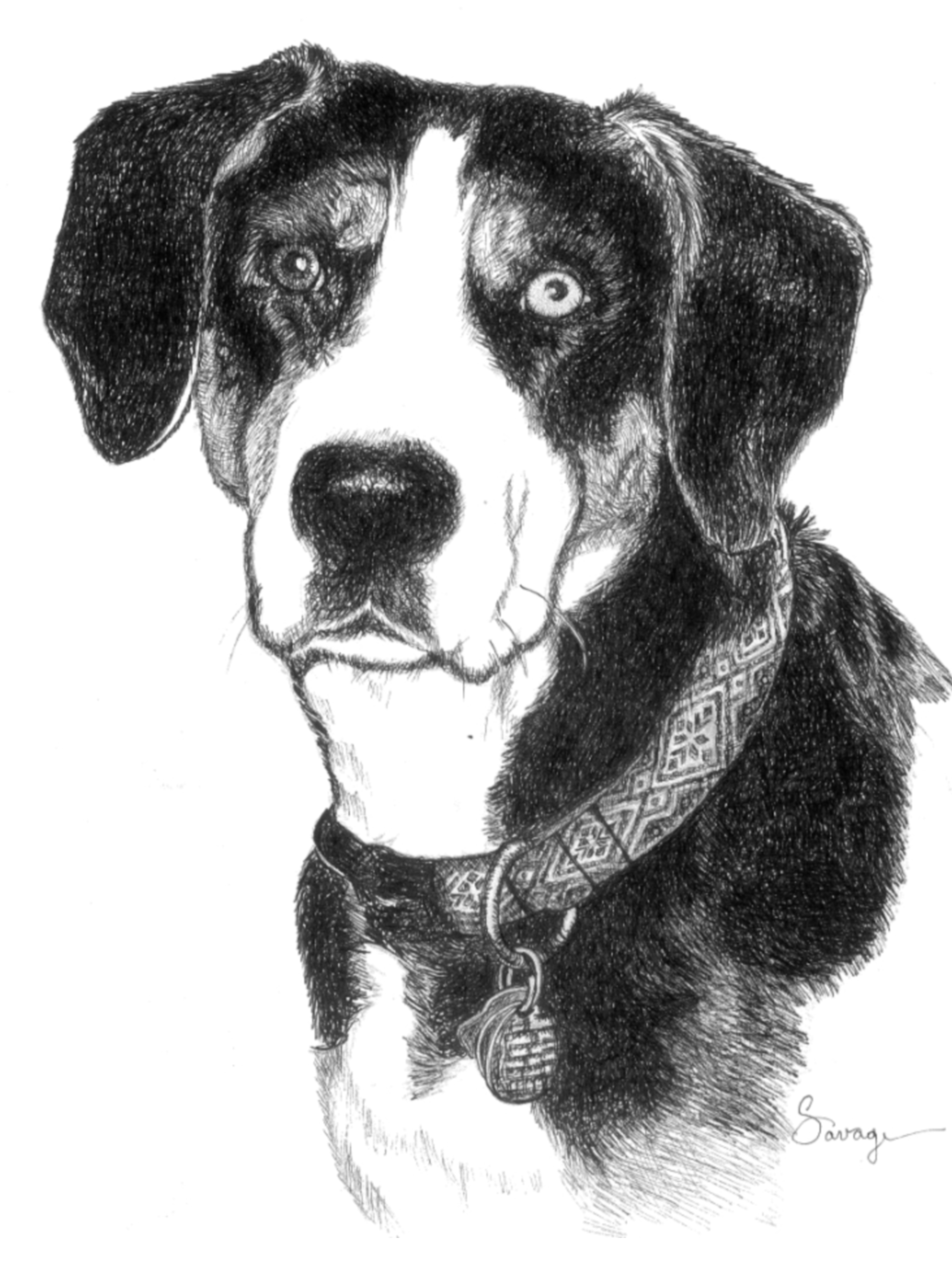 Sophie, Greater Swiss Mountain Dog