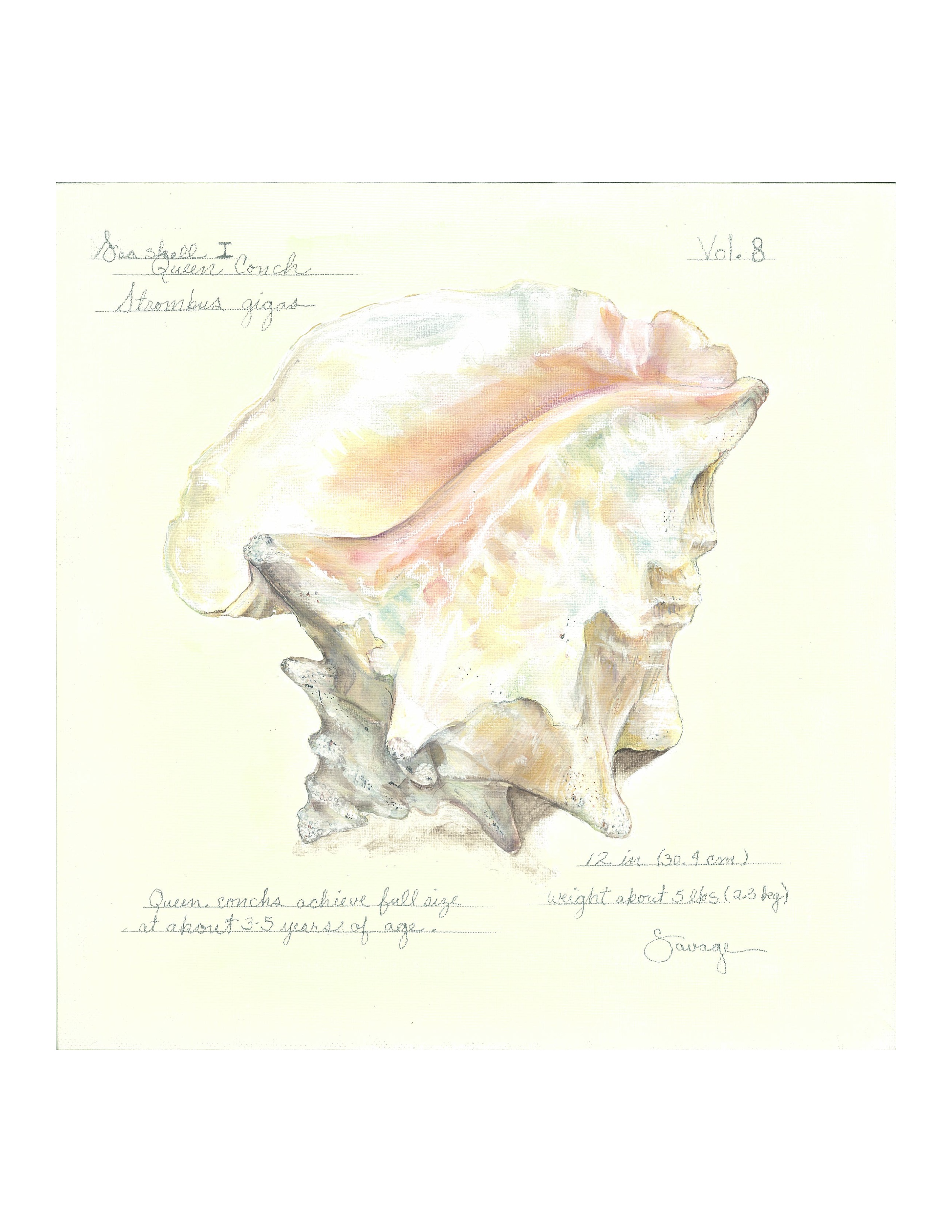 Conch