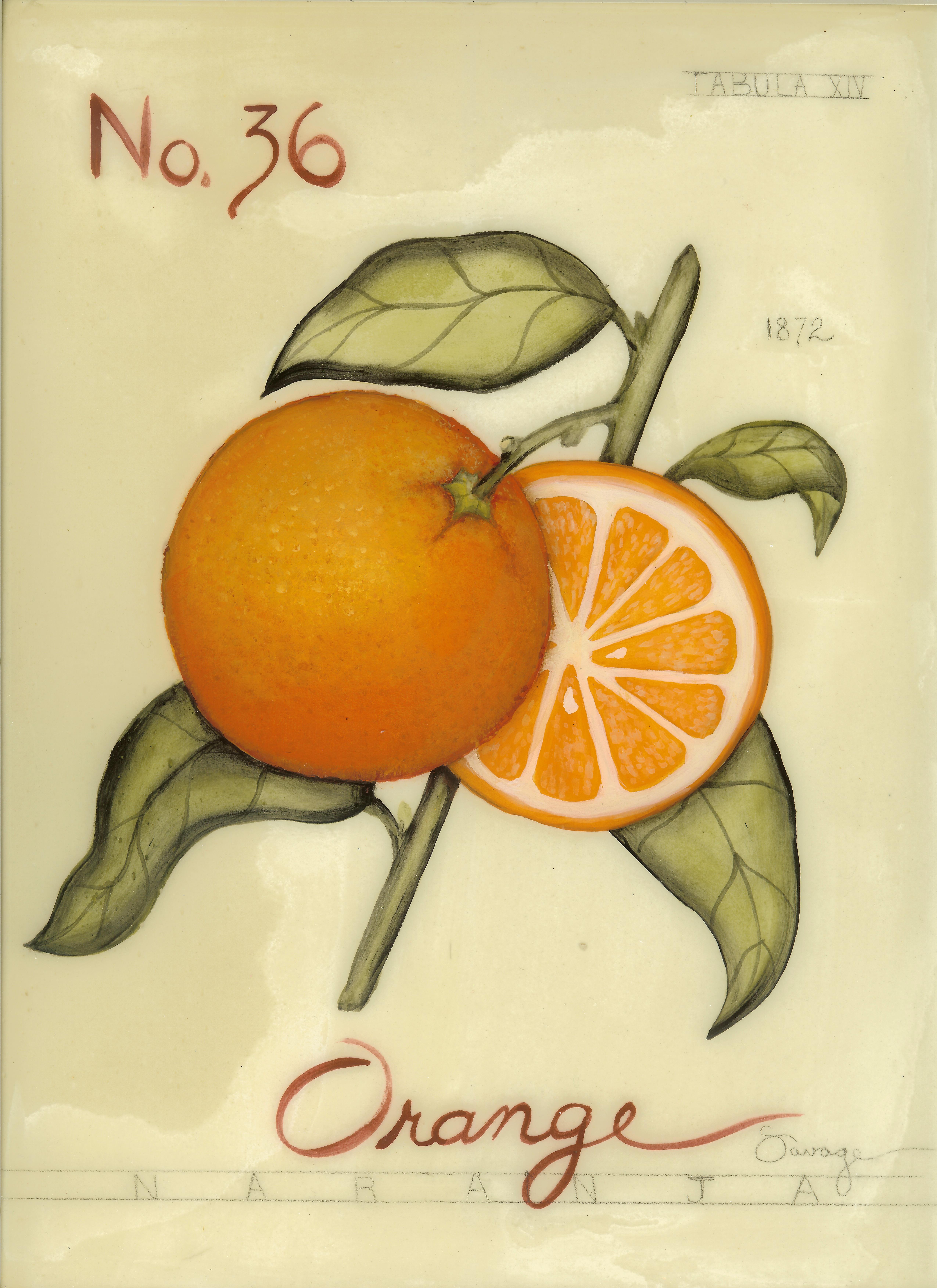 No. 36 Orange
