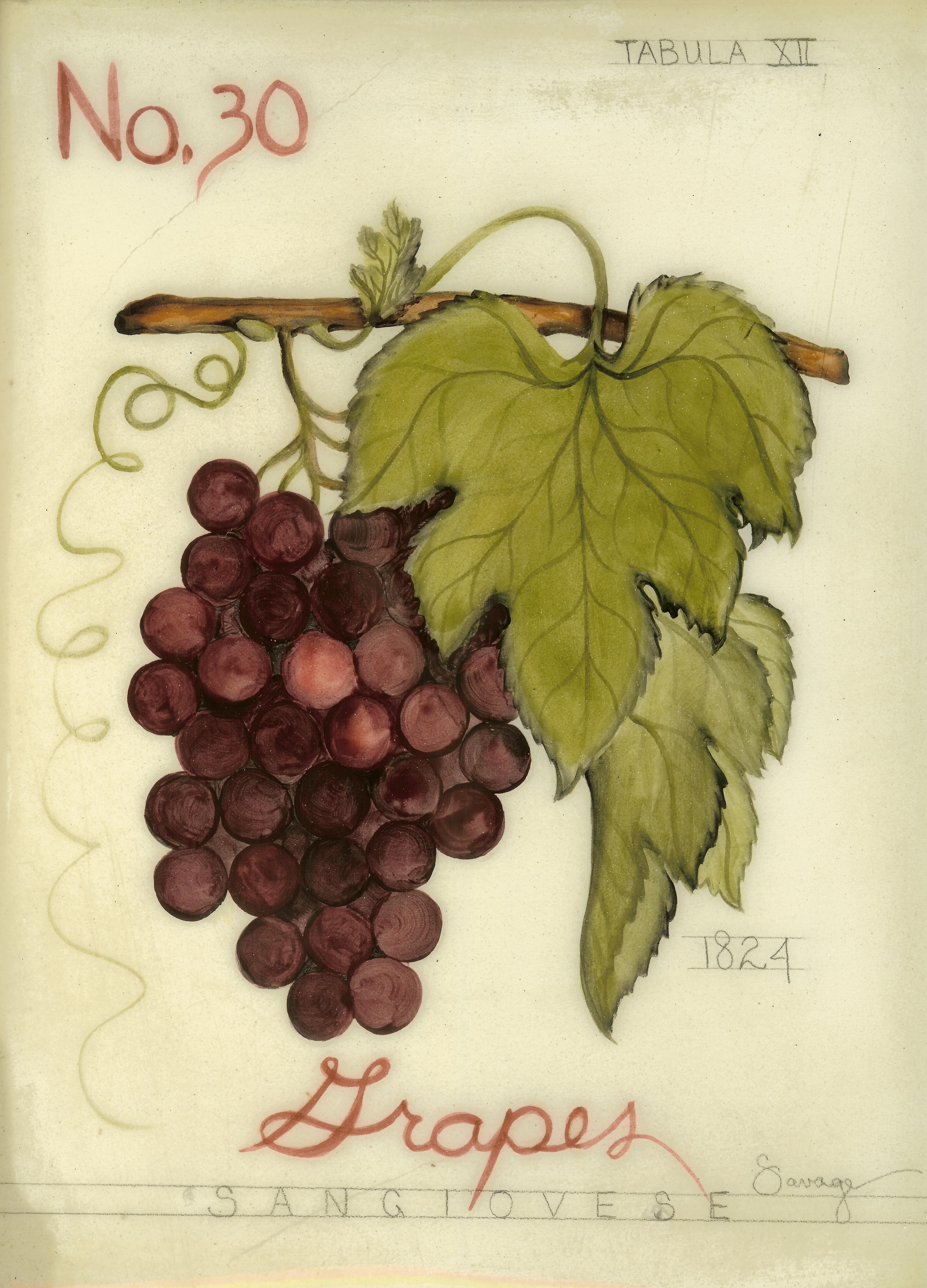 No. 30 Red Grapes
