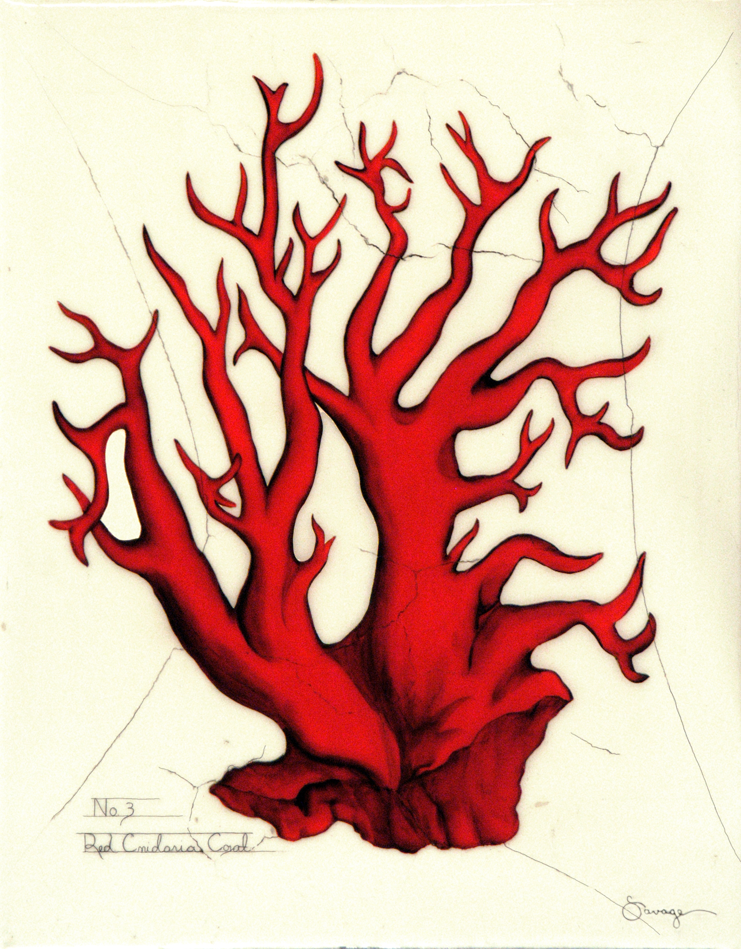Red Cnidaria Coral