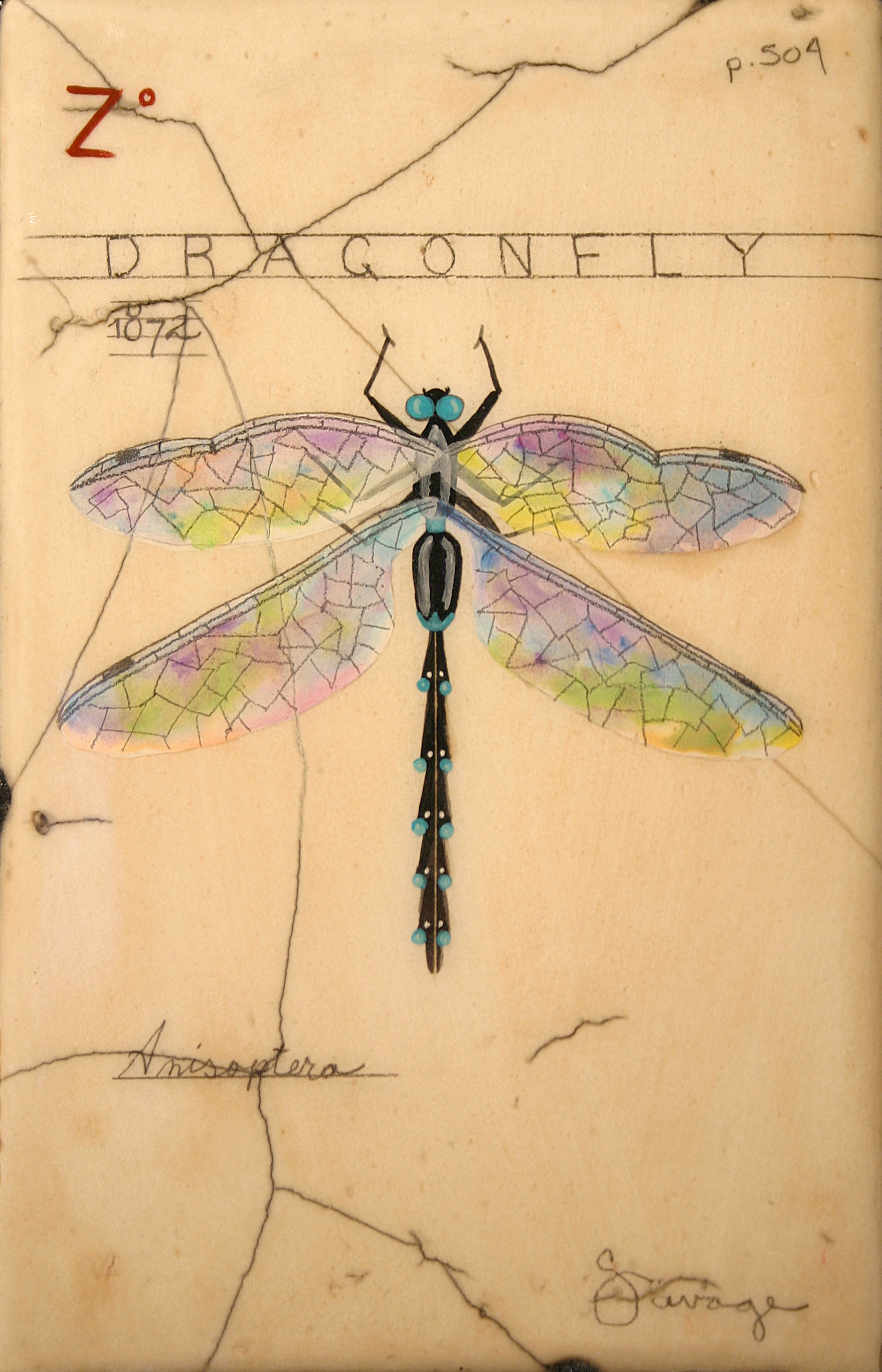 Z. Blue Dragonfly