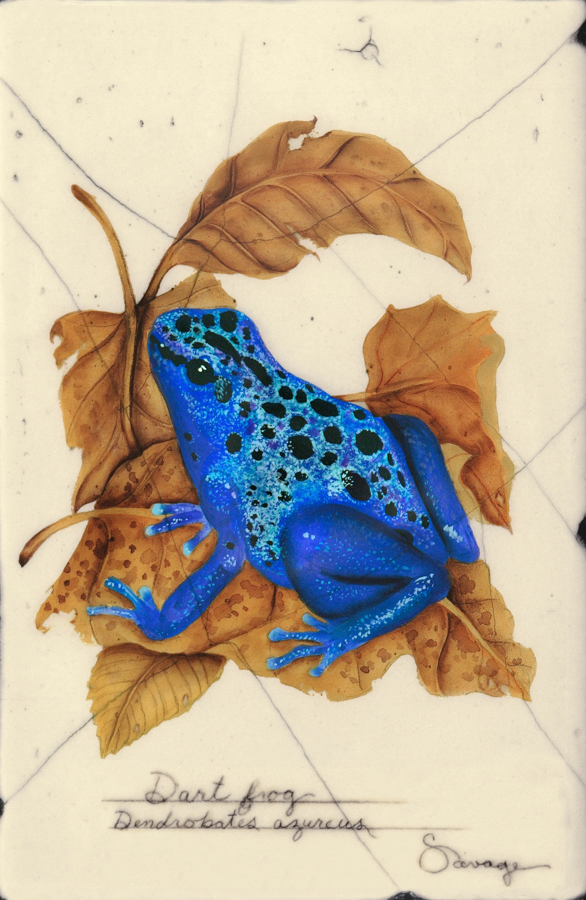 Blue Dart Frog