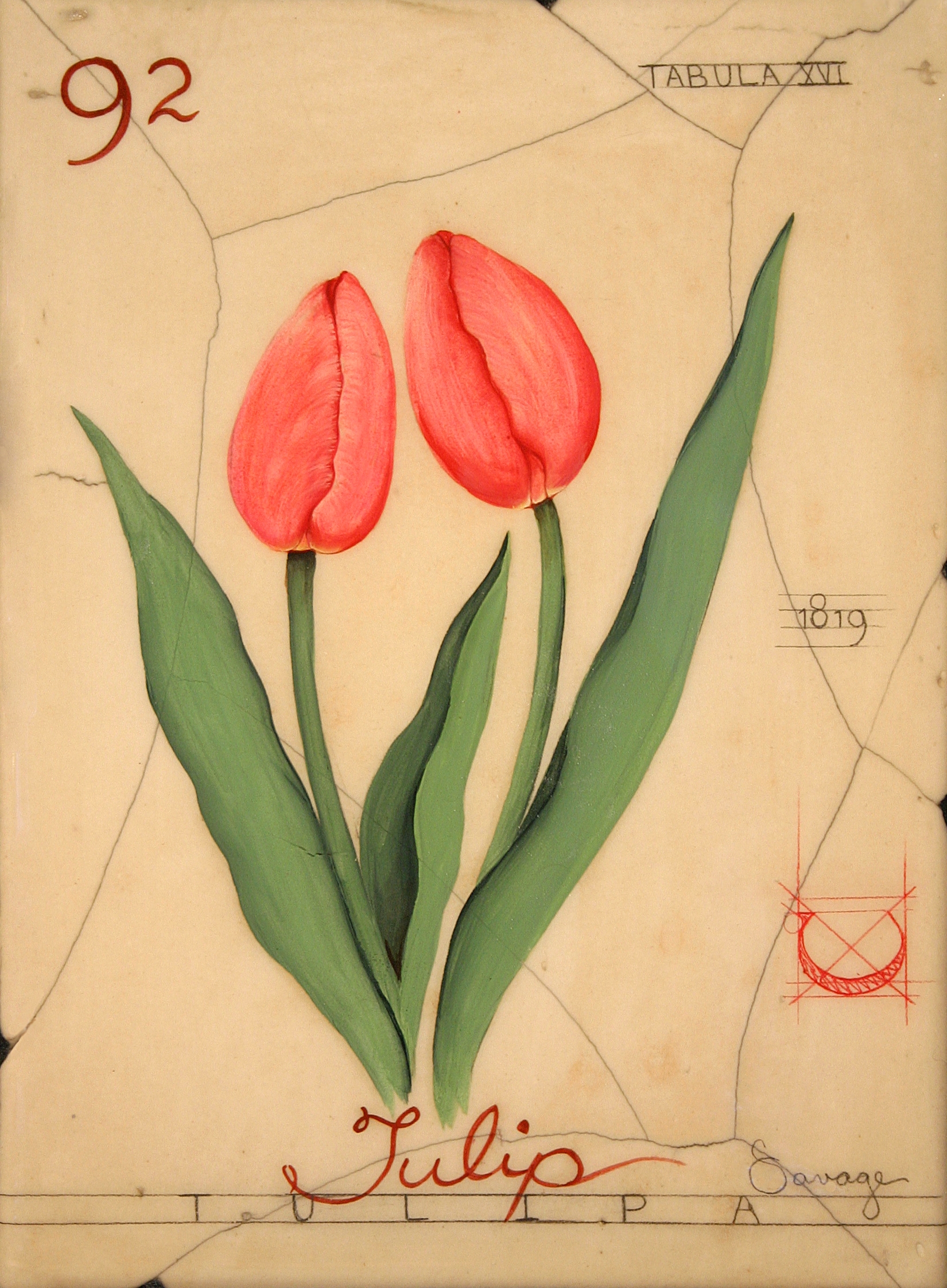 No. 92 Tulip