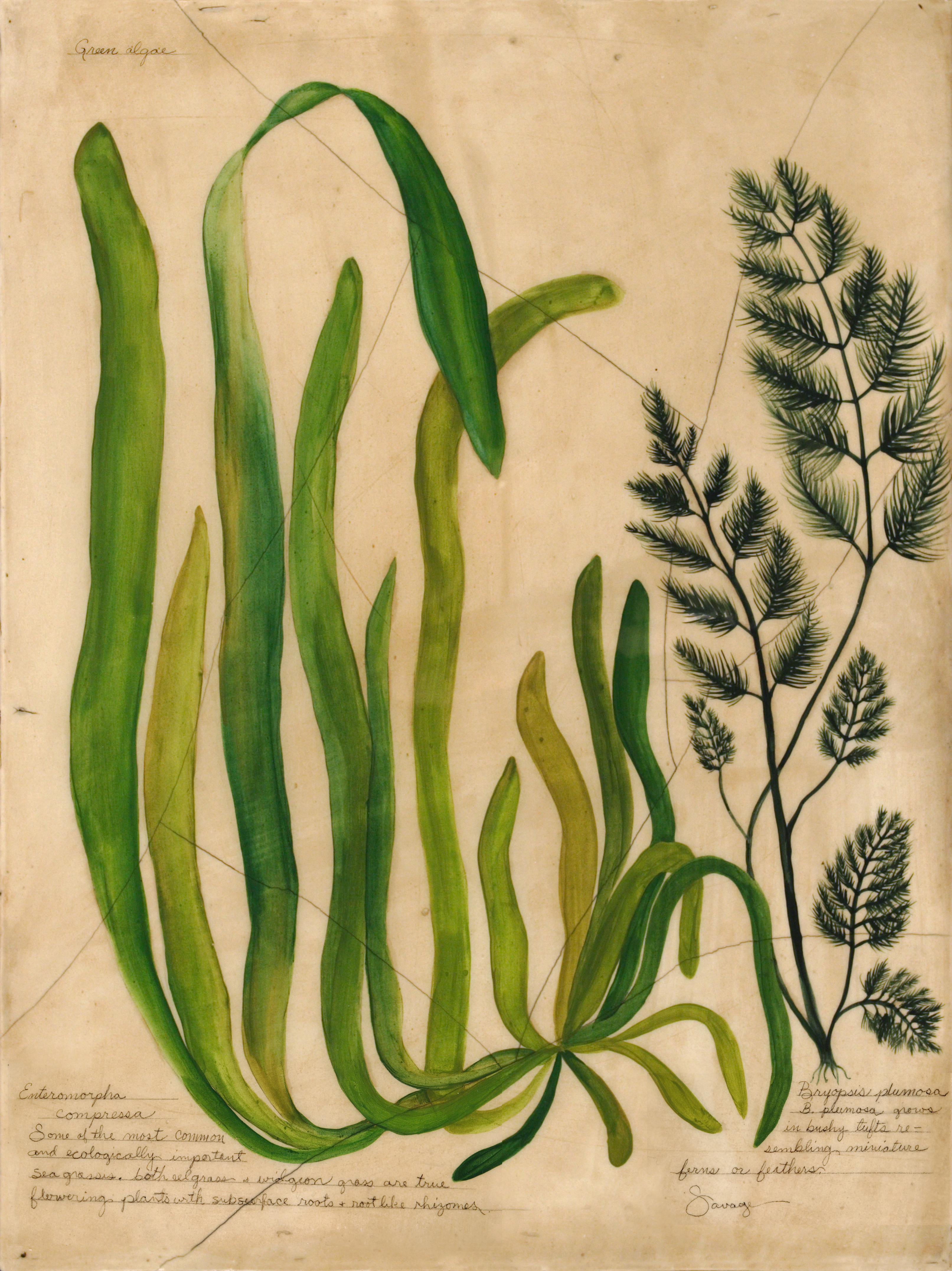 Green Algae & Bryopsis Plumosa