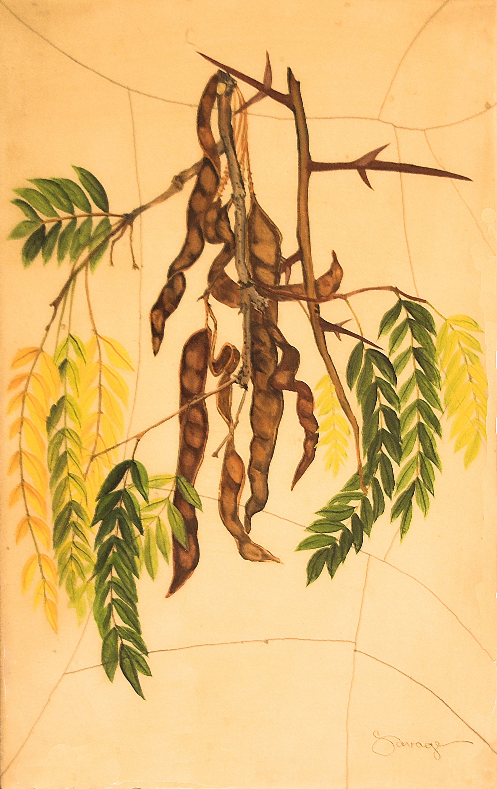 Locust Tree