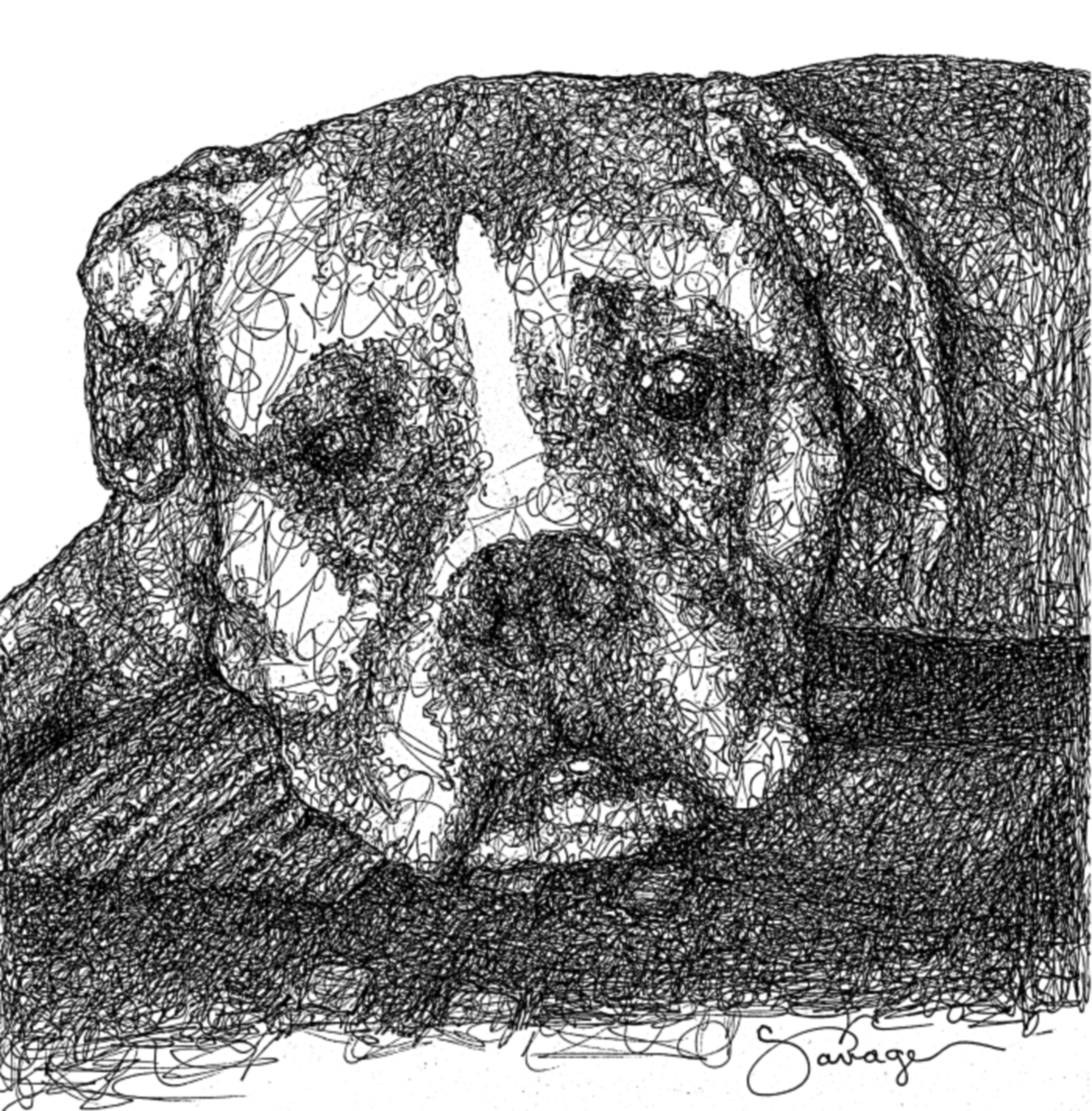 Baxter, Boxer