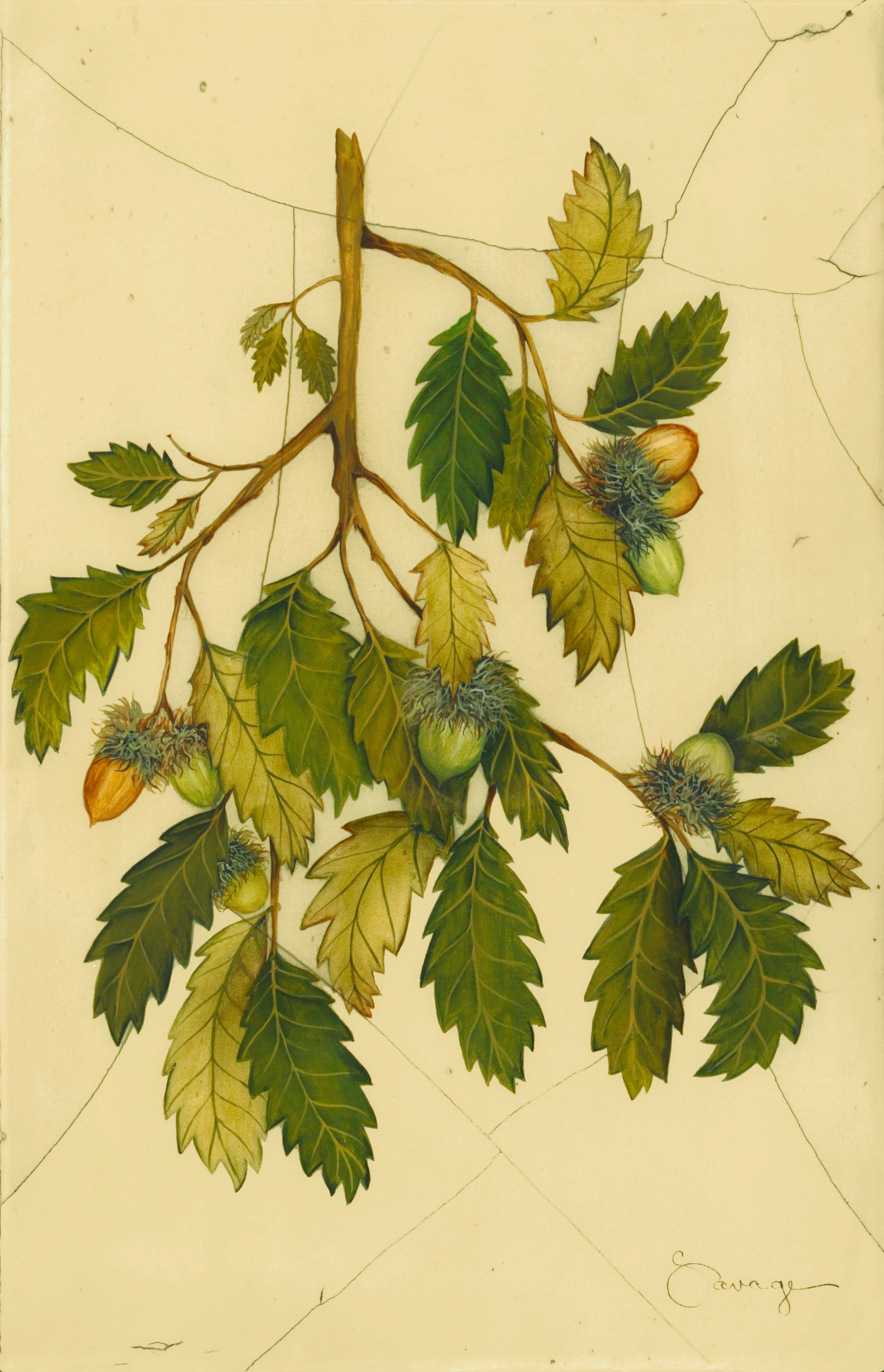 Turkey Oak Tree