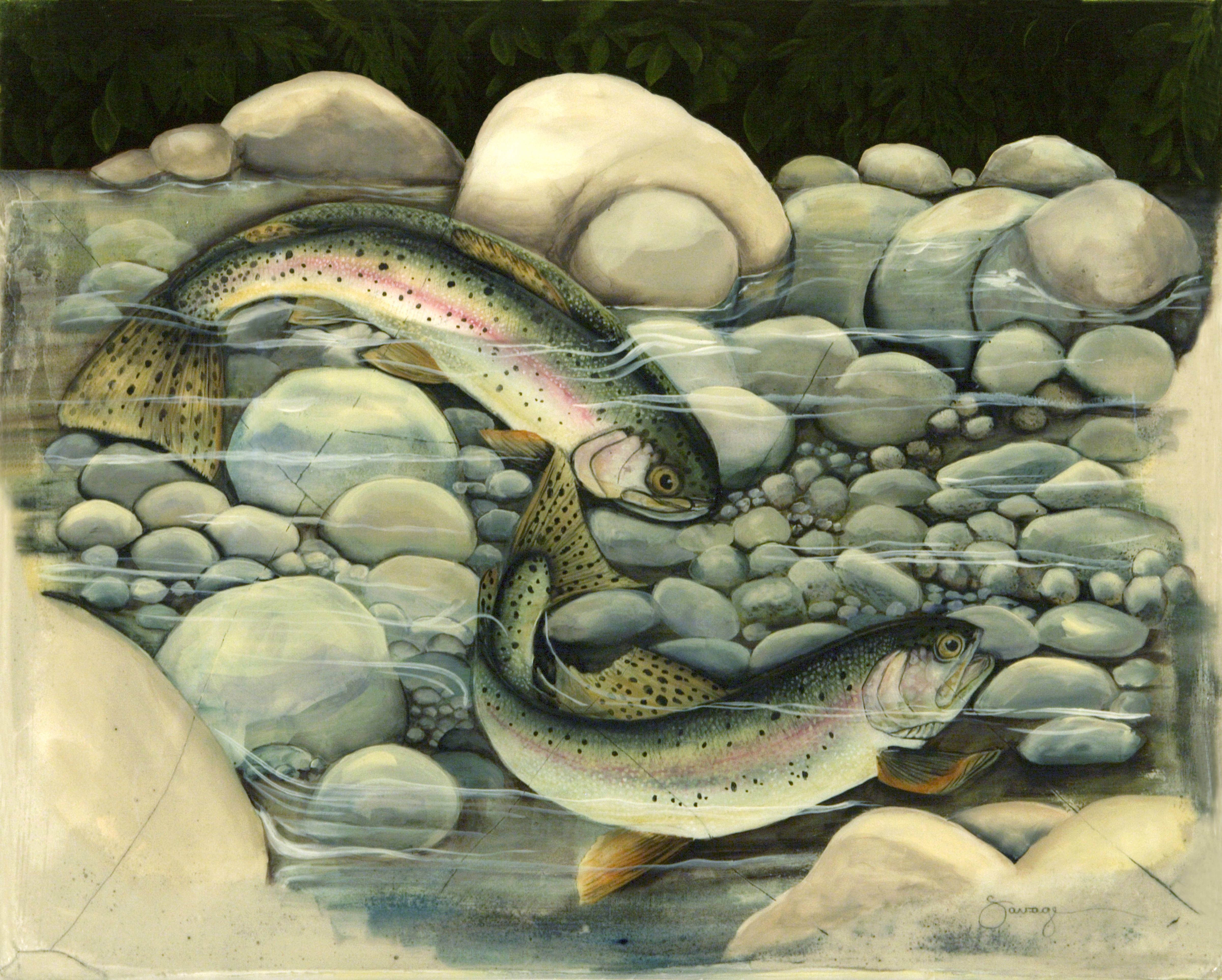 Rainbow Trout