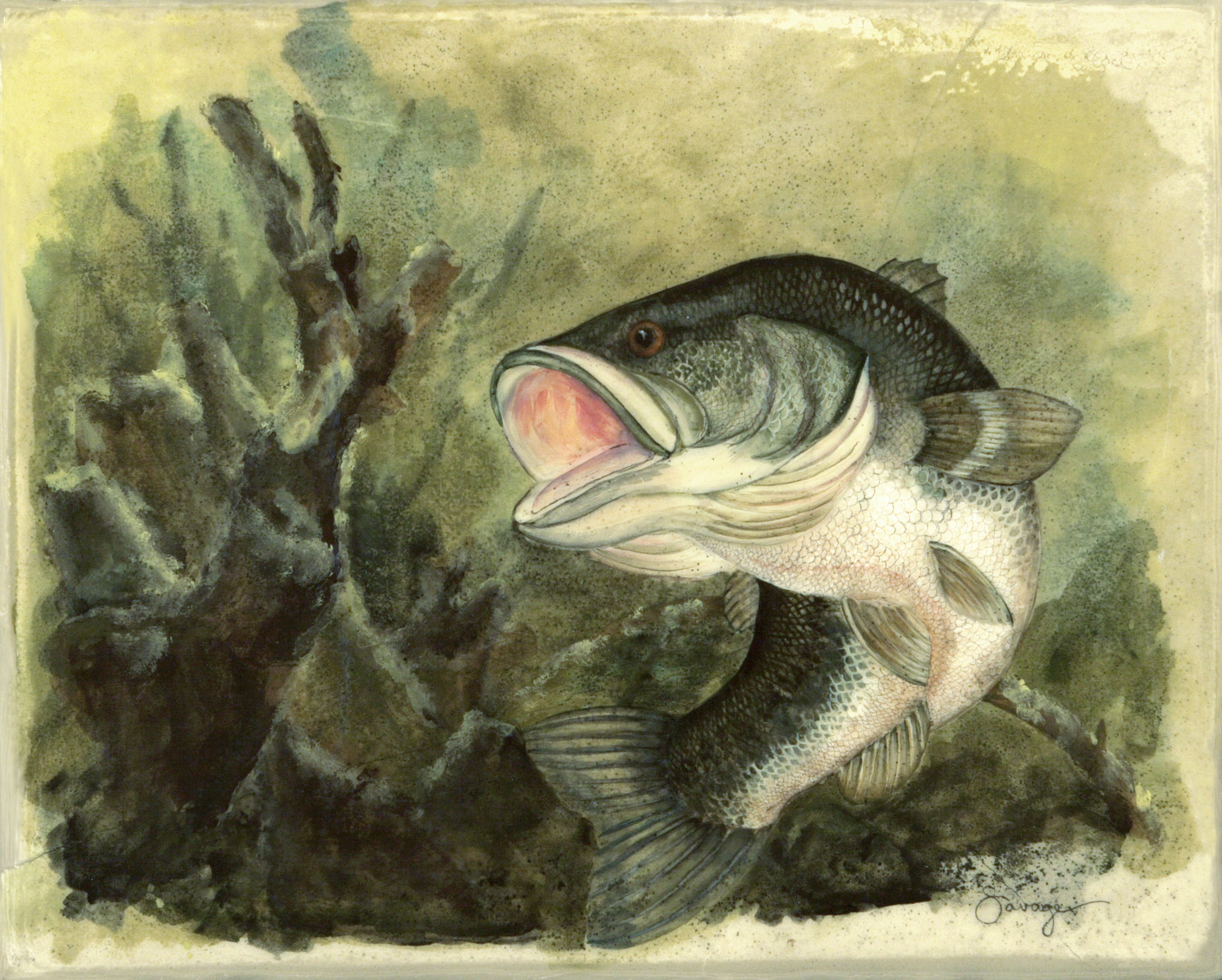 Largemouth Bass