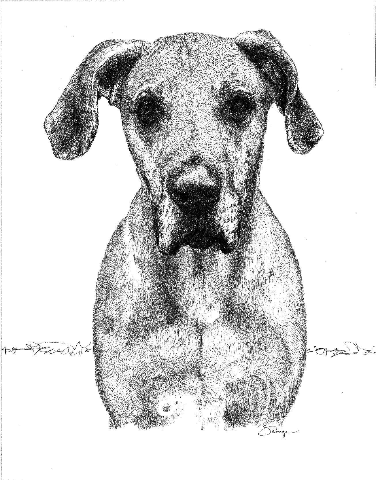 Seth, Great Dane