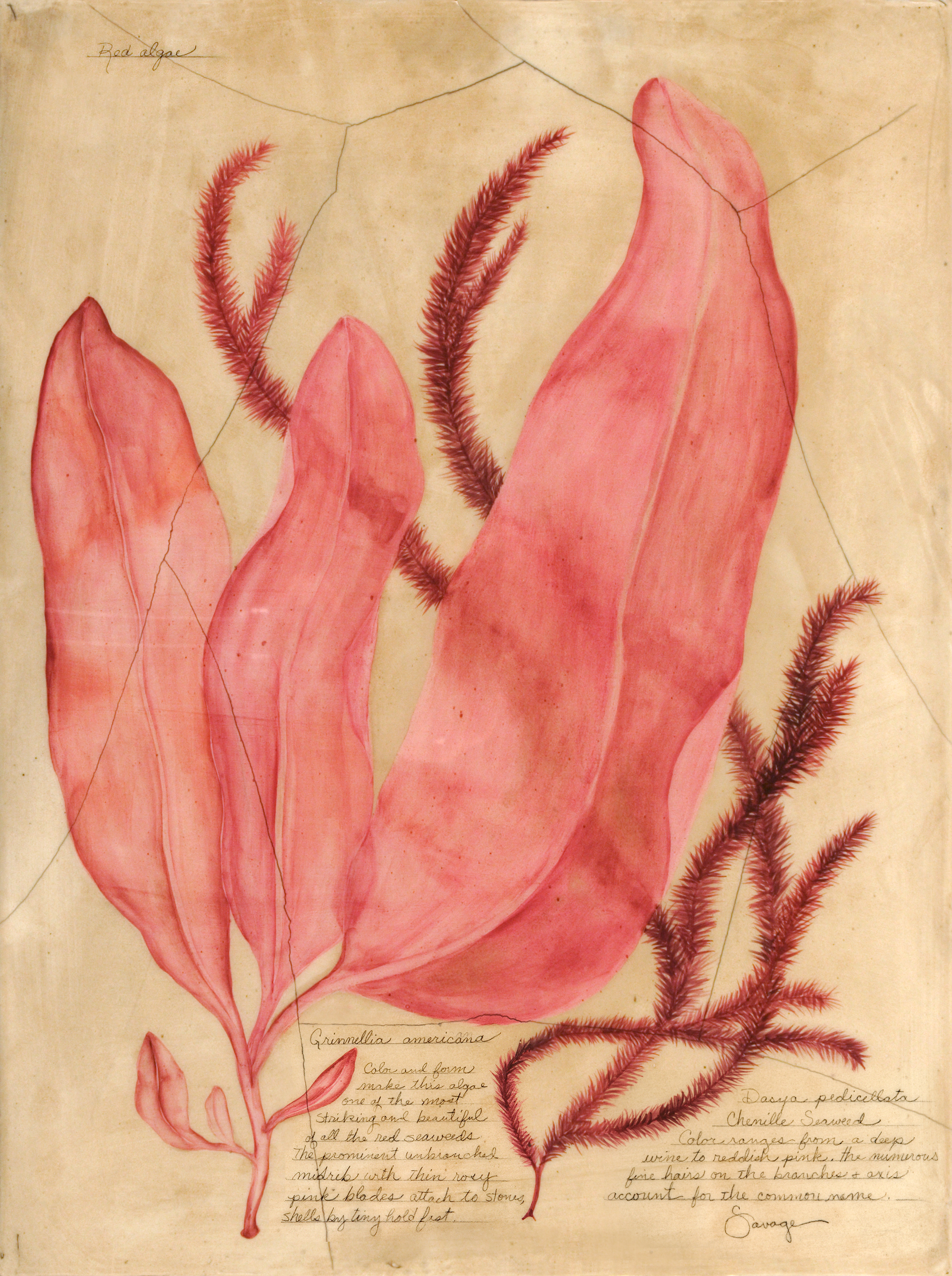 Red Algae & Chenille