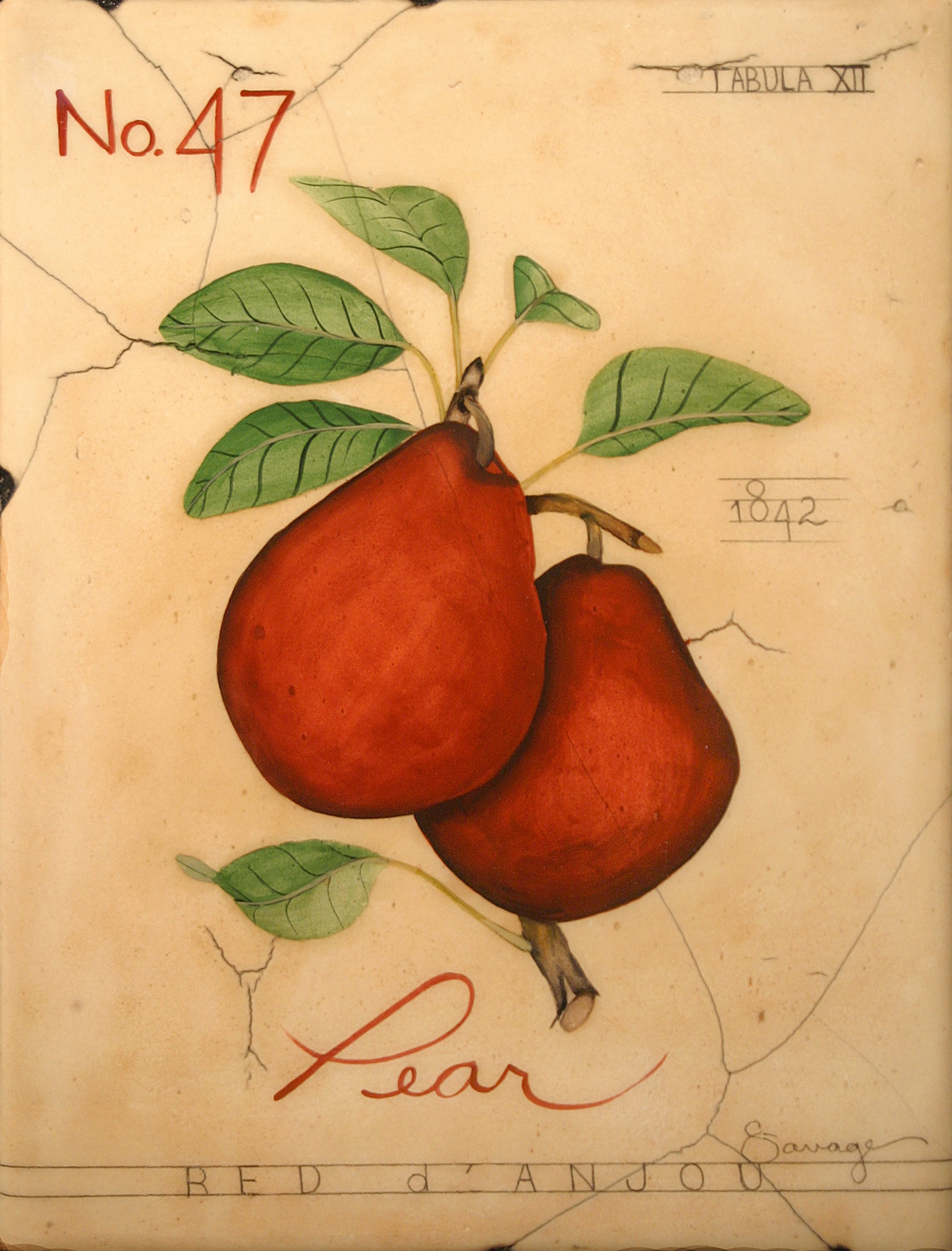No. 47 Pear