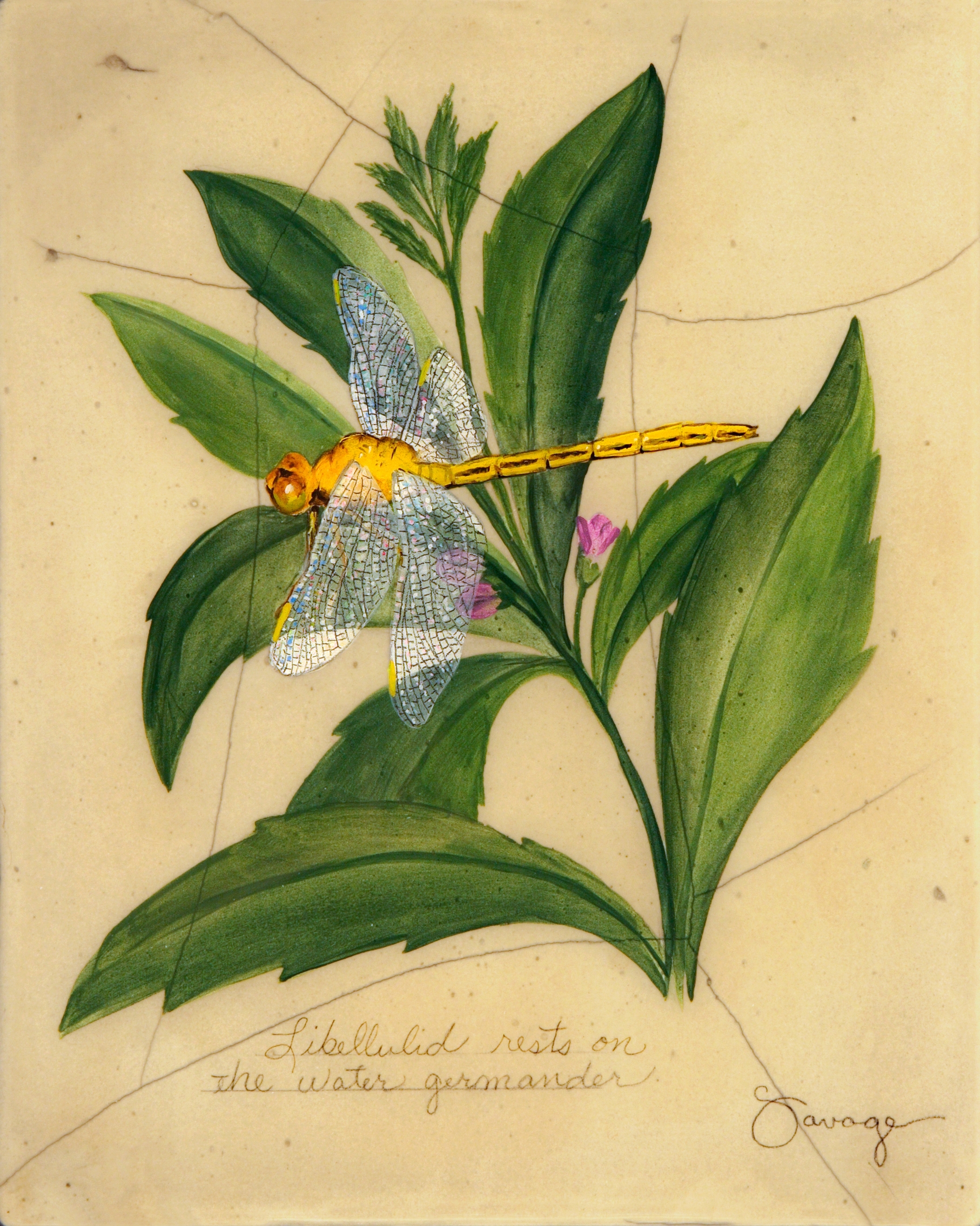 Yellow Dragonfly