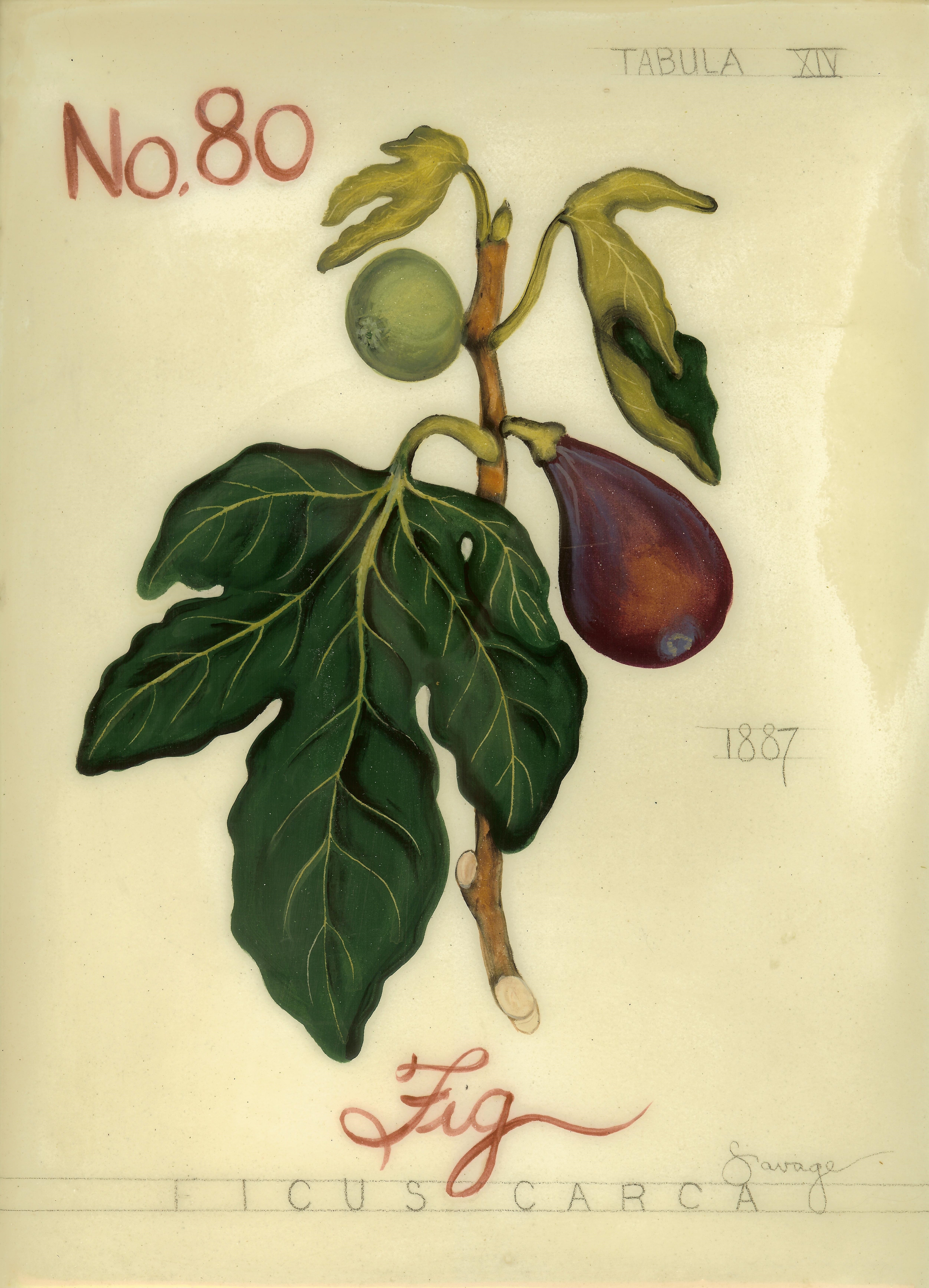 No. 80 Fig