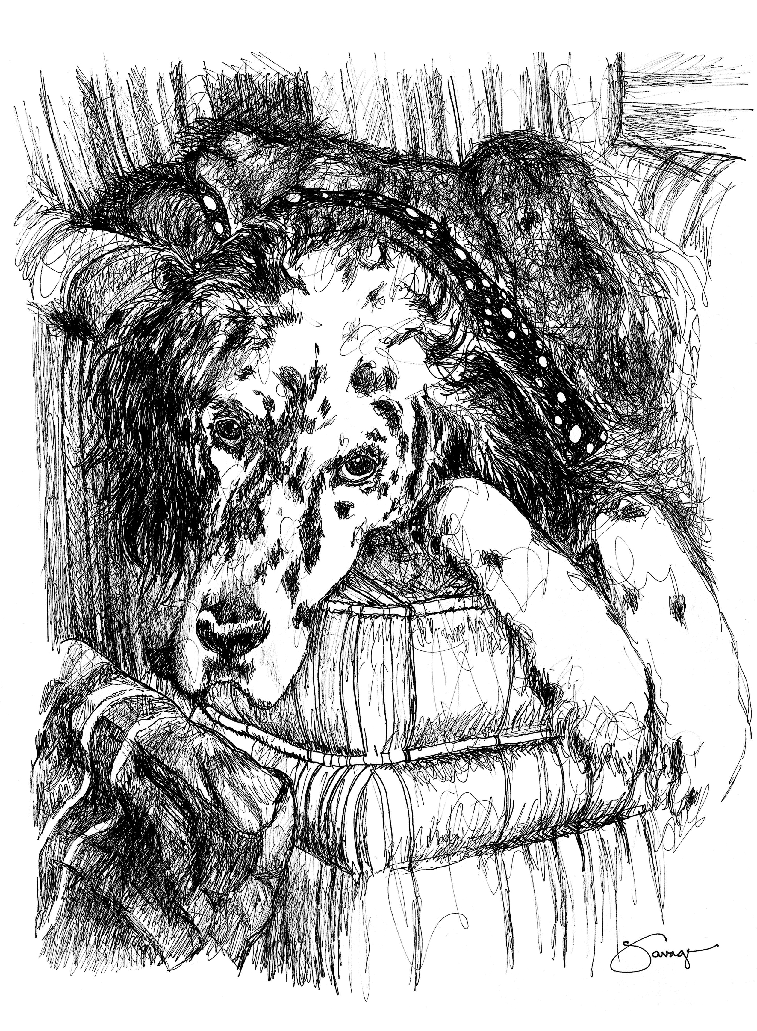 Charlie, English Setter