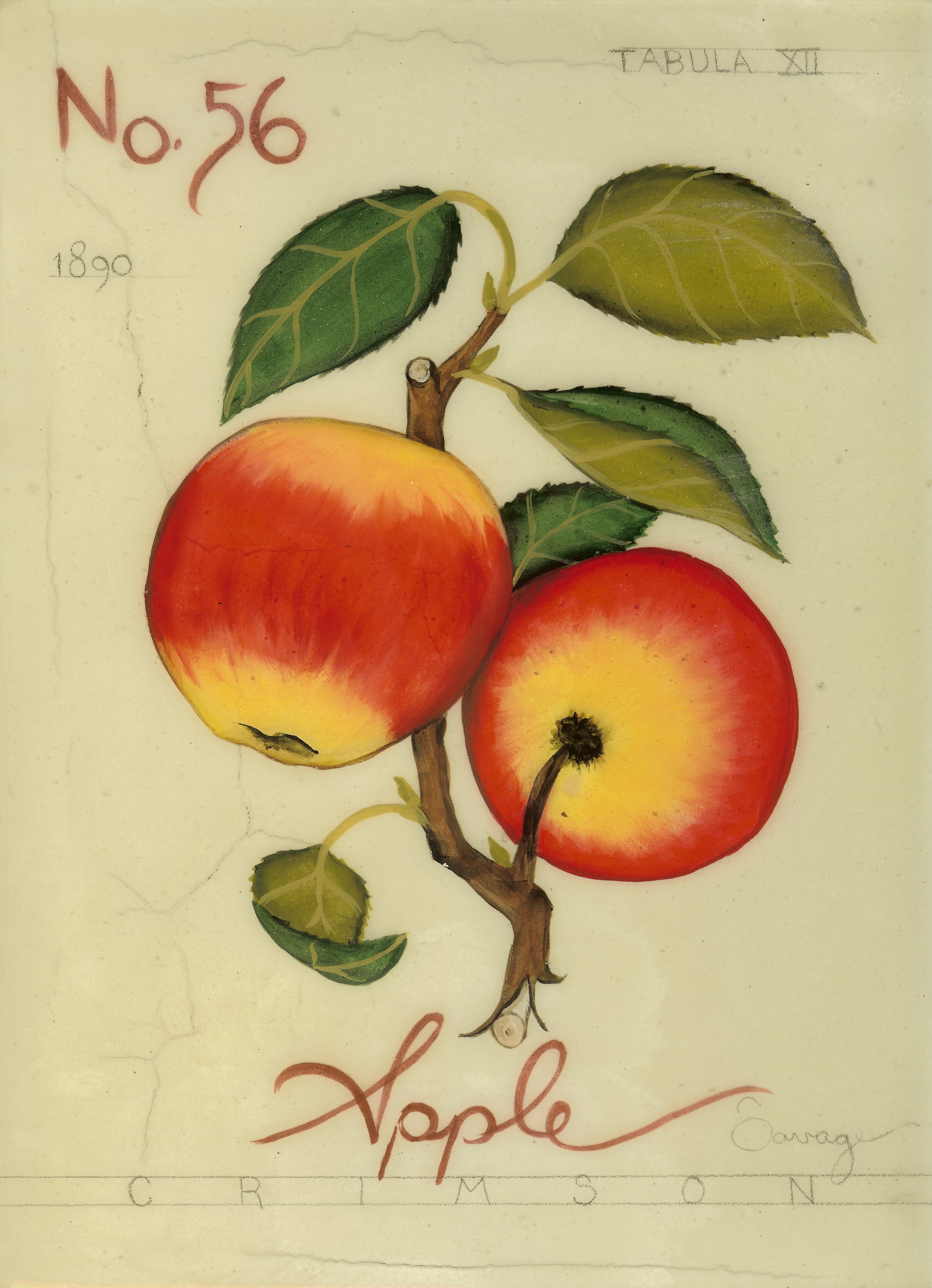 No. 56 Crimson Apple