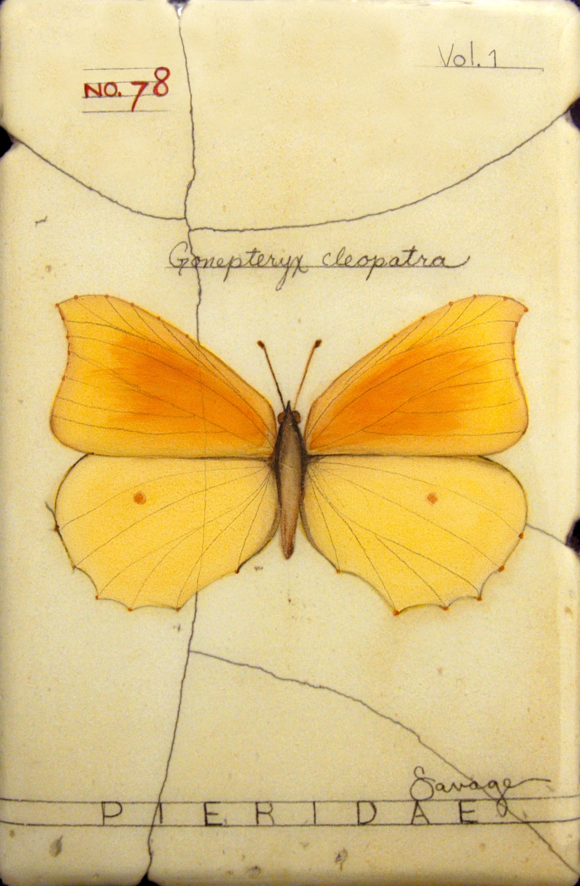 No. 78 Cleopatra Butterfly