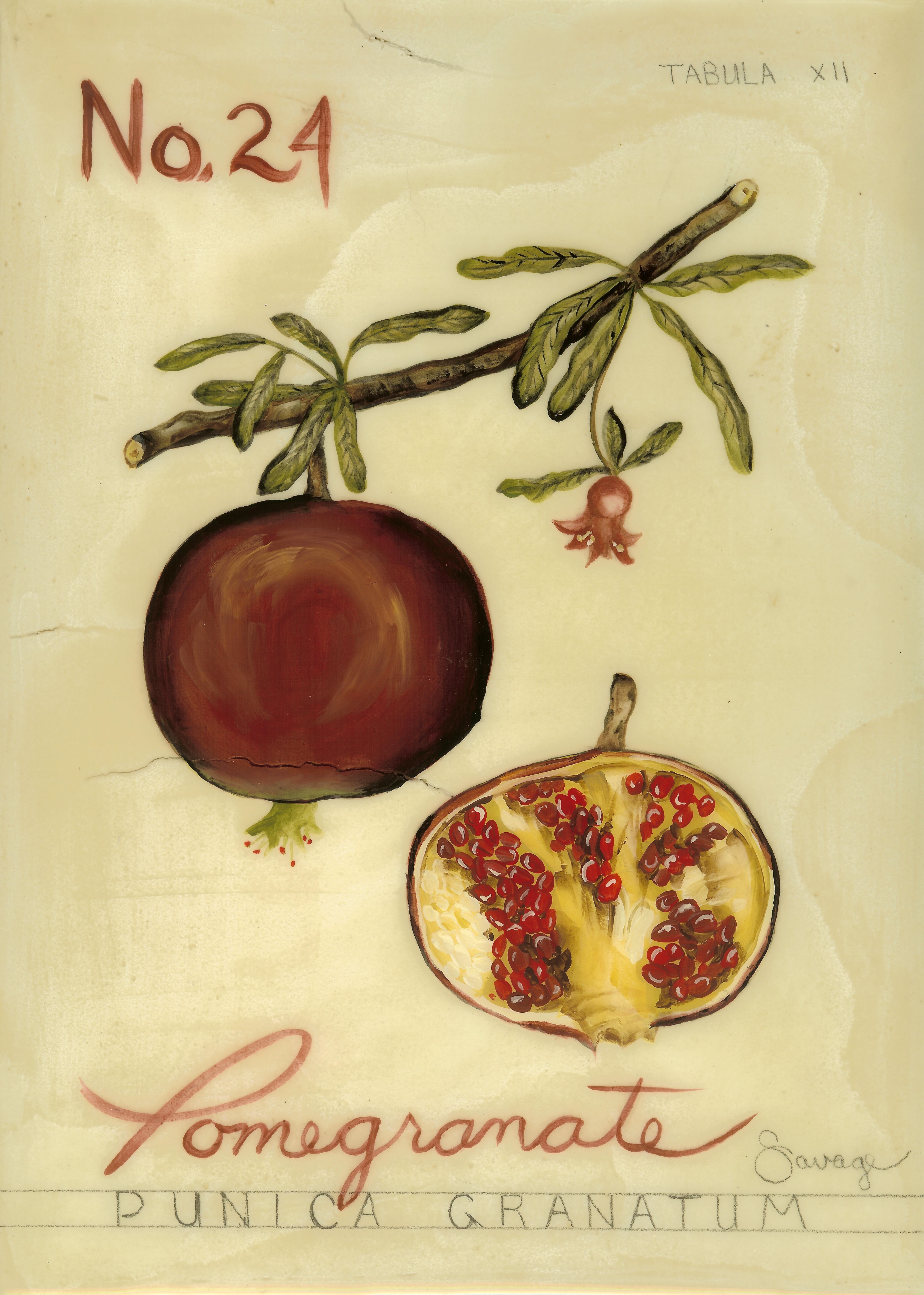 No. 24 Pomegranate