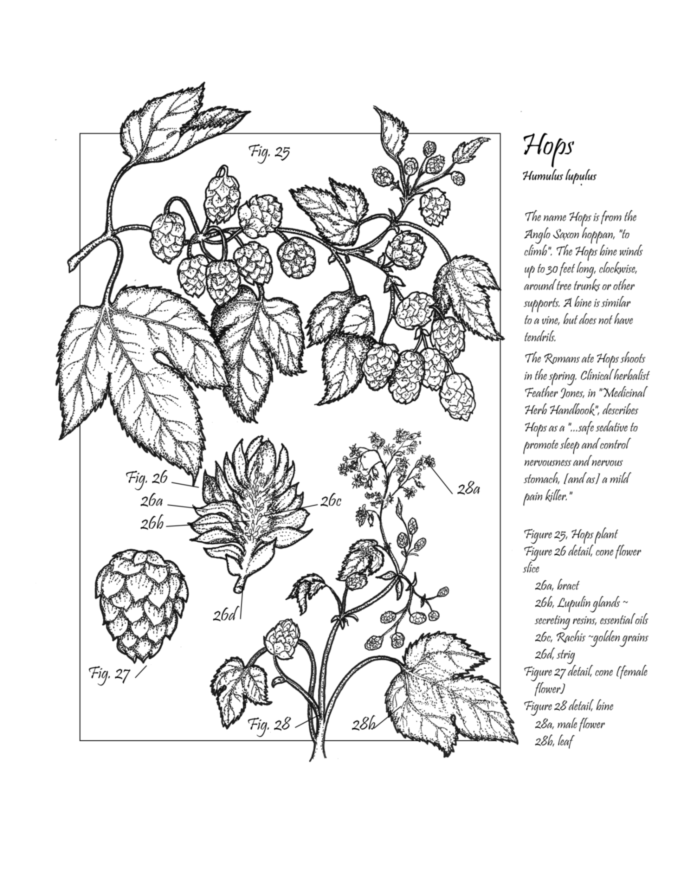 Hops