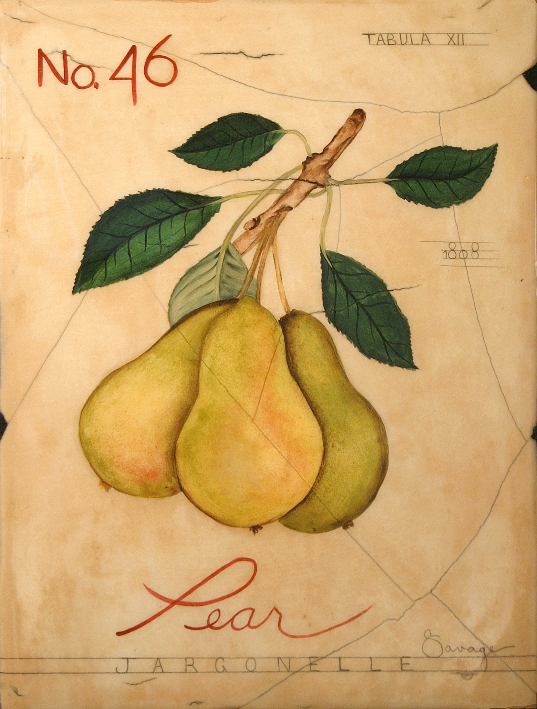 No. 46 Pear