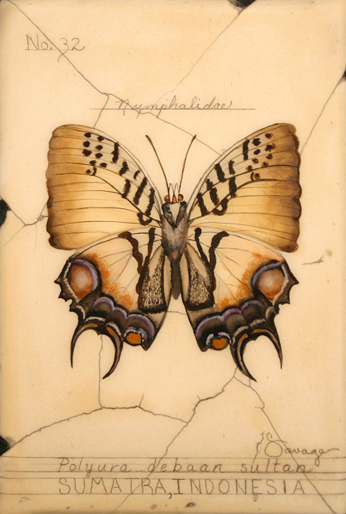 No. 32 Sumatra (Sultan) Butterfly