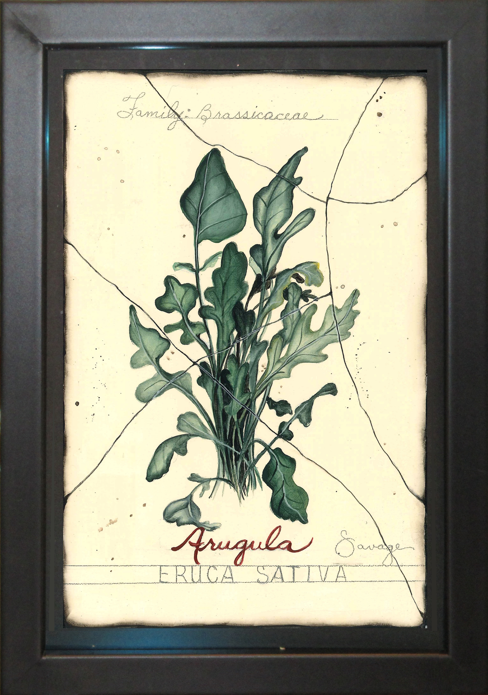 Arugula