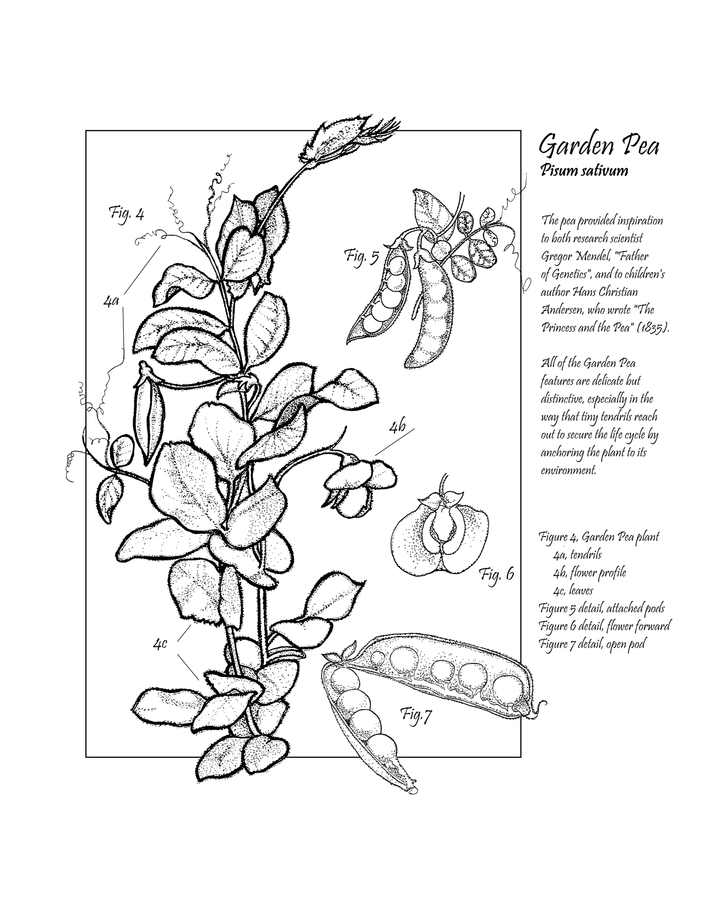 Garden Pea