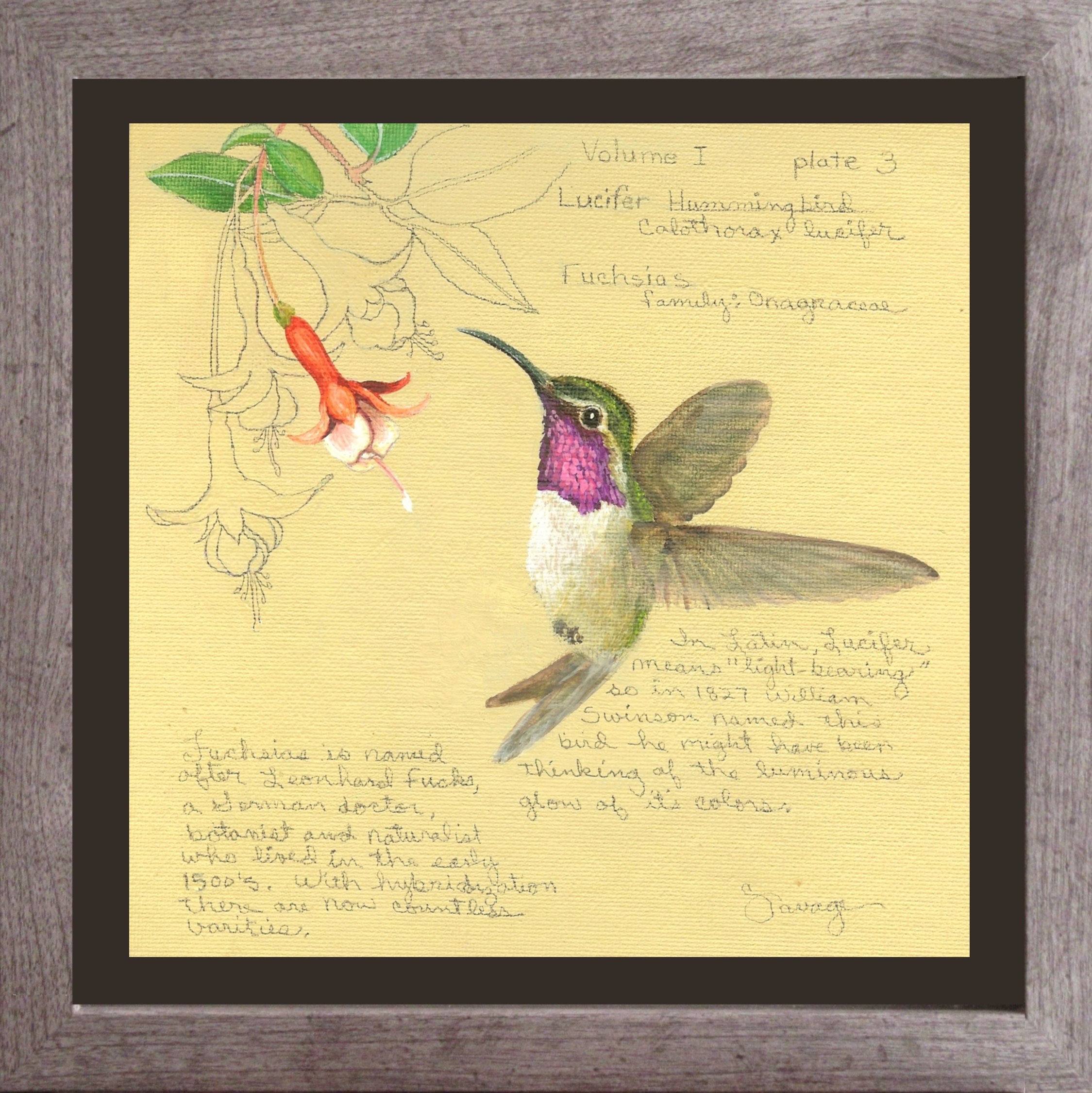 Lucifer Hummingbird & Fuchsias