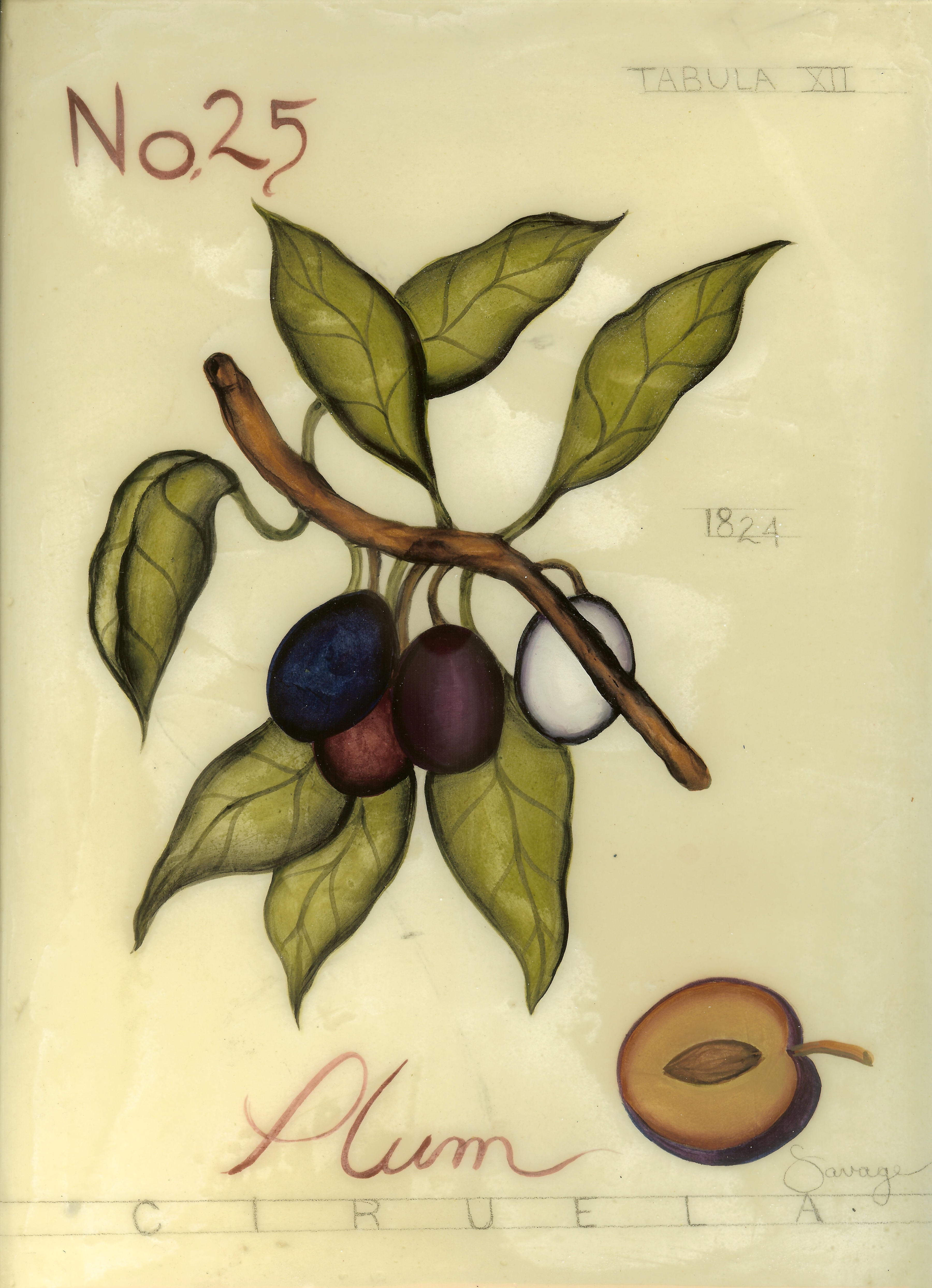 No. 25 Plum