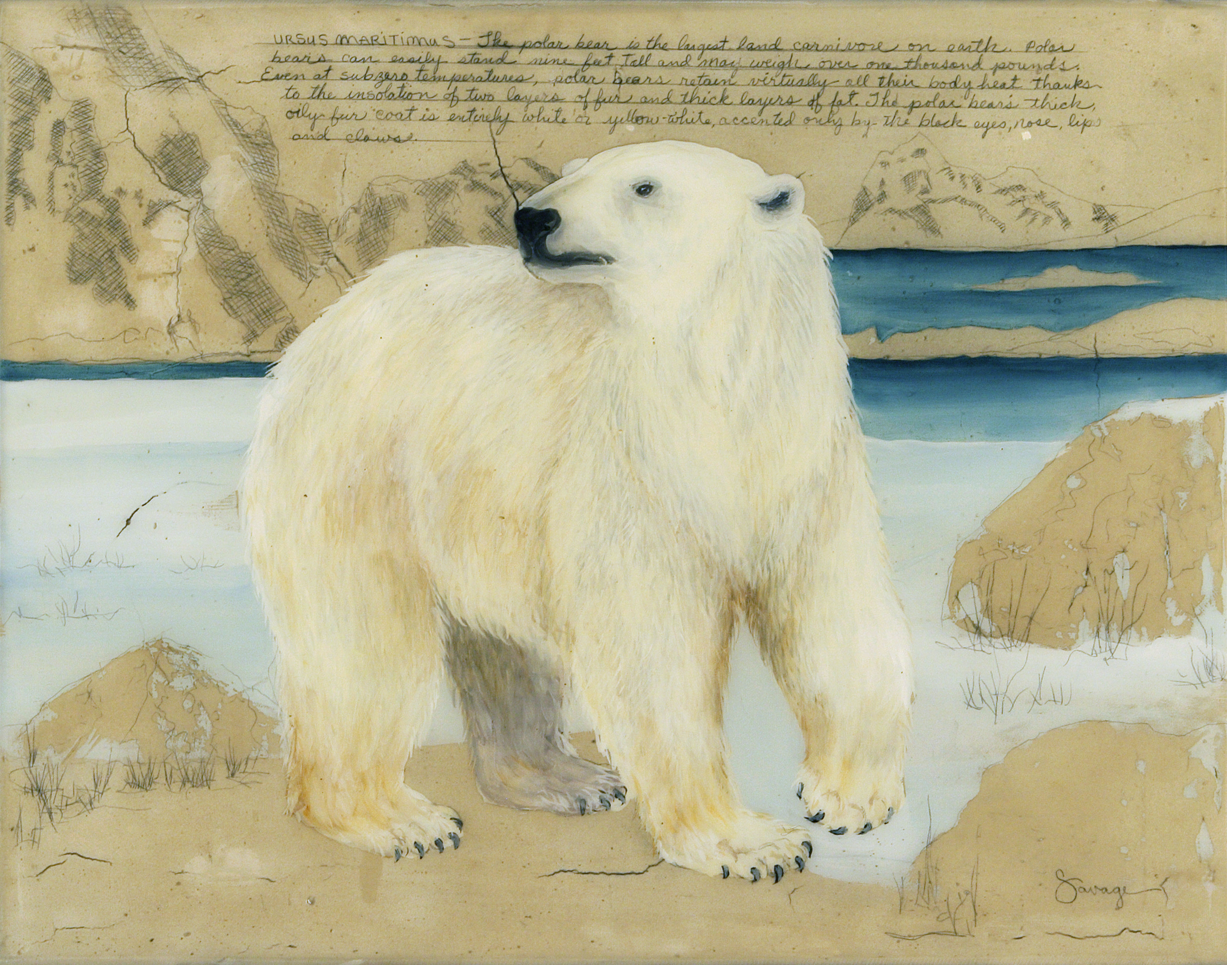 Polar Bear