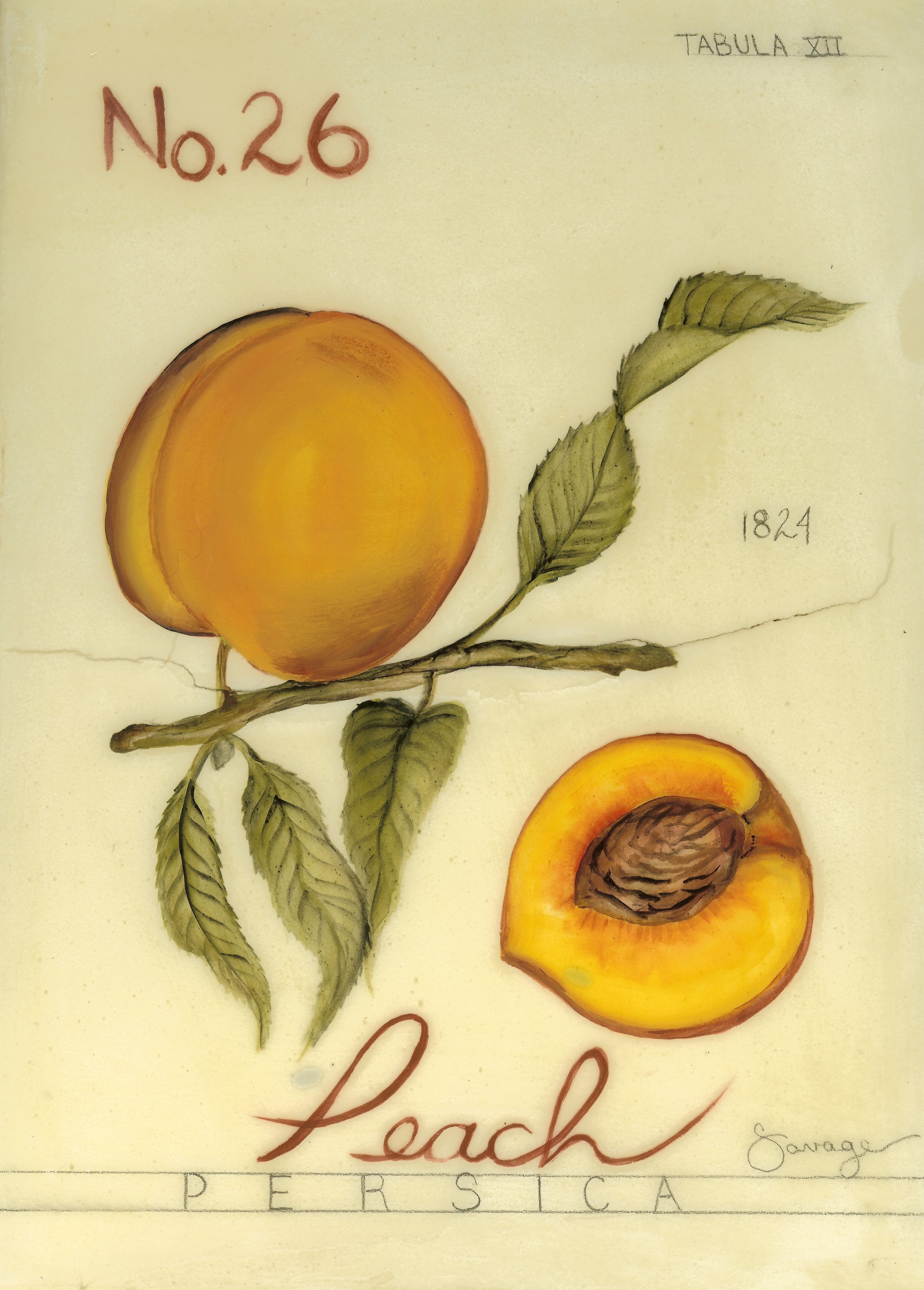 No. 26 Peach